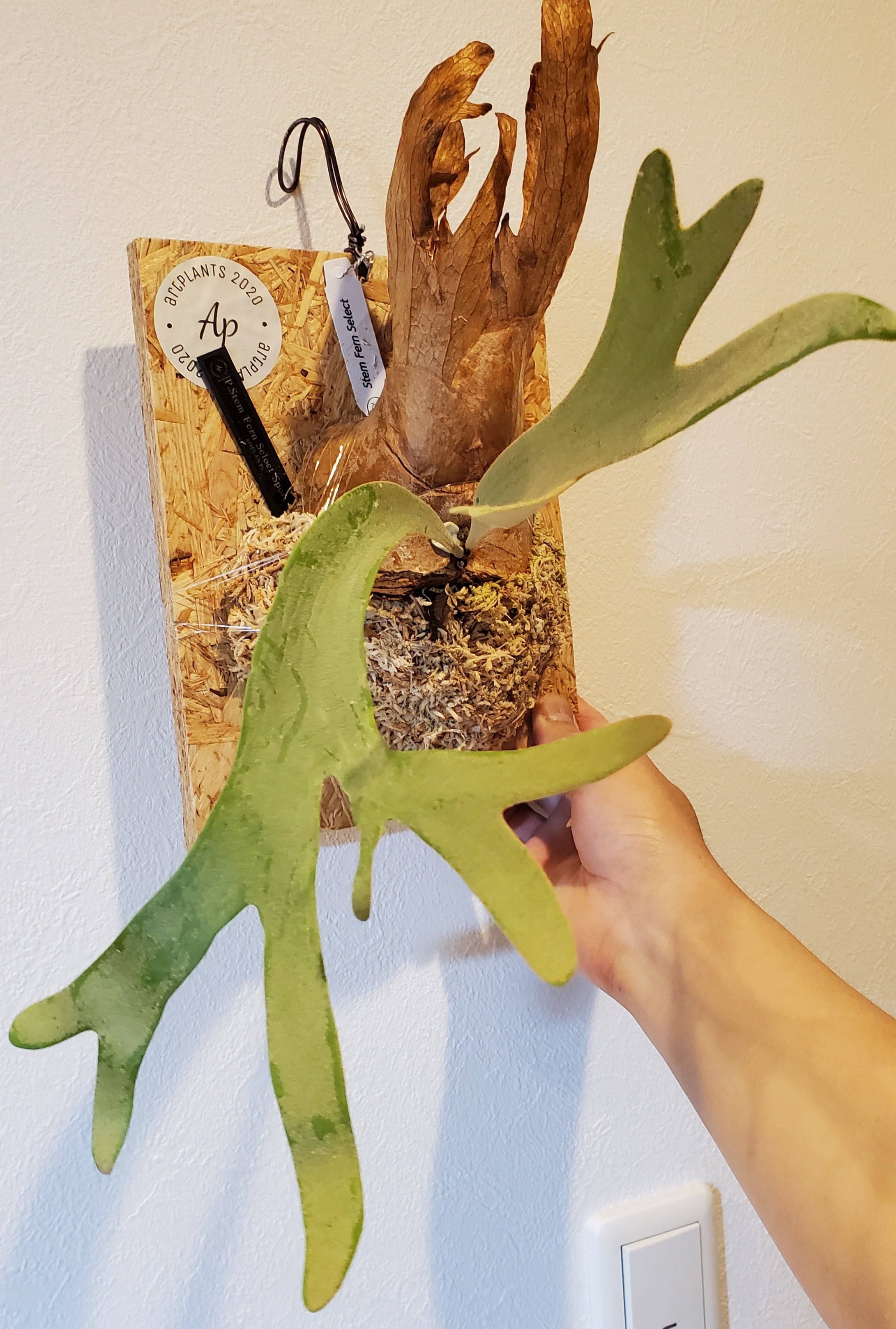 P.Stem Fern Select Sporelings 【artPLANTs】ビカクシダ/Platycerium