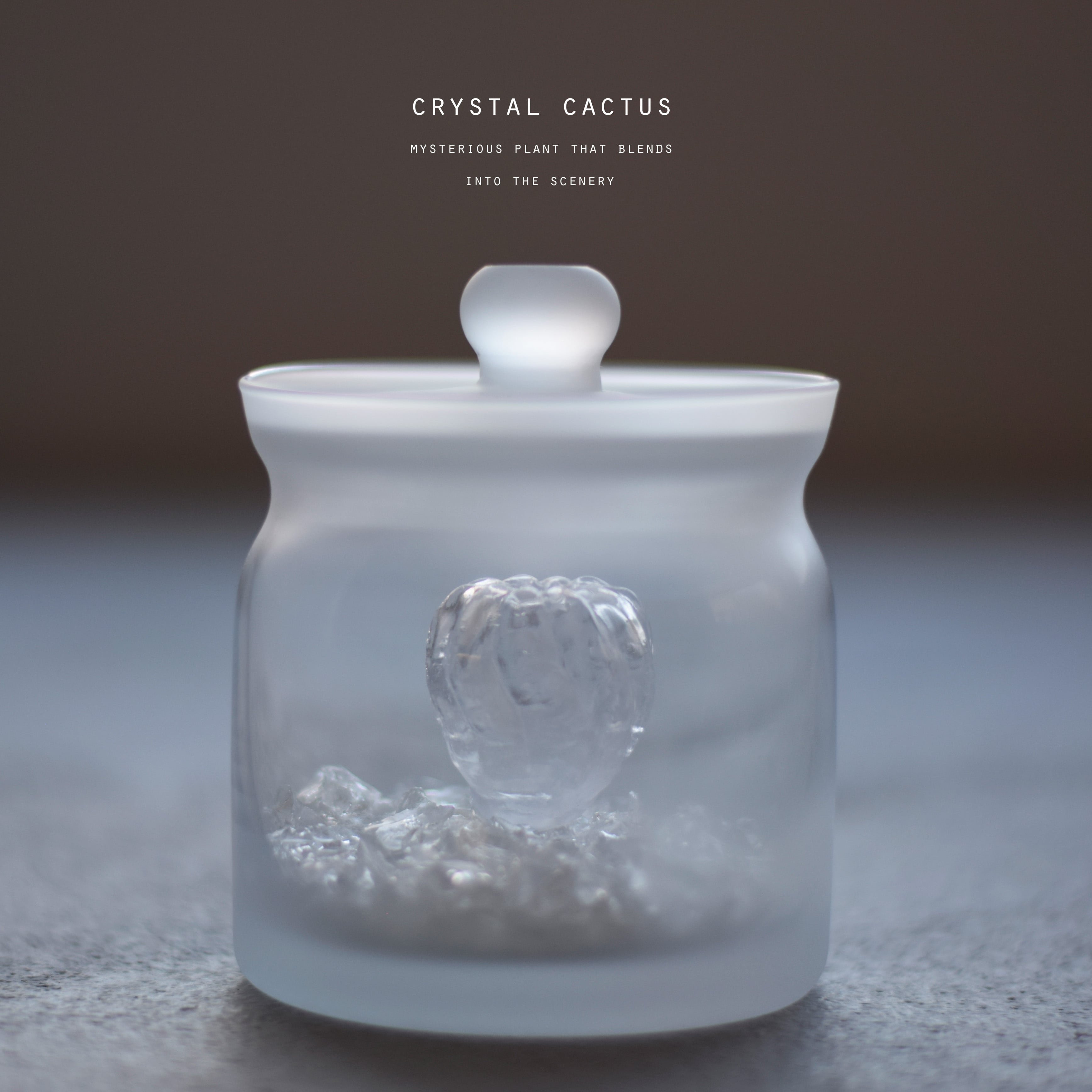 透明サボテン（ブカレンシス） | echidna