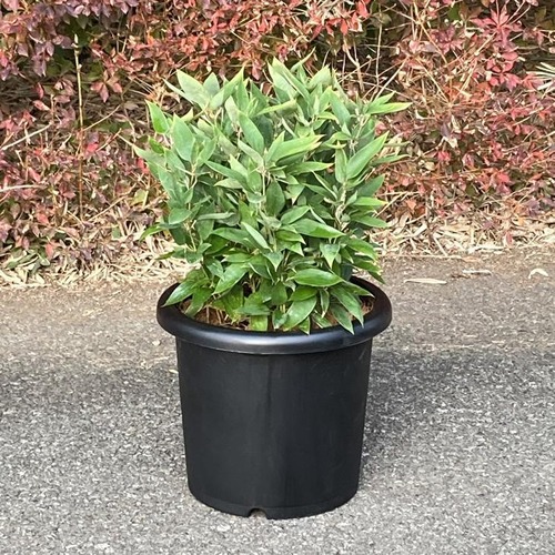 オカメザサ(阿亀笹)の鉢植え
