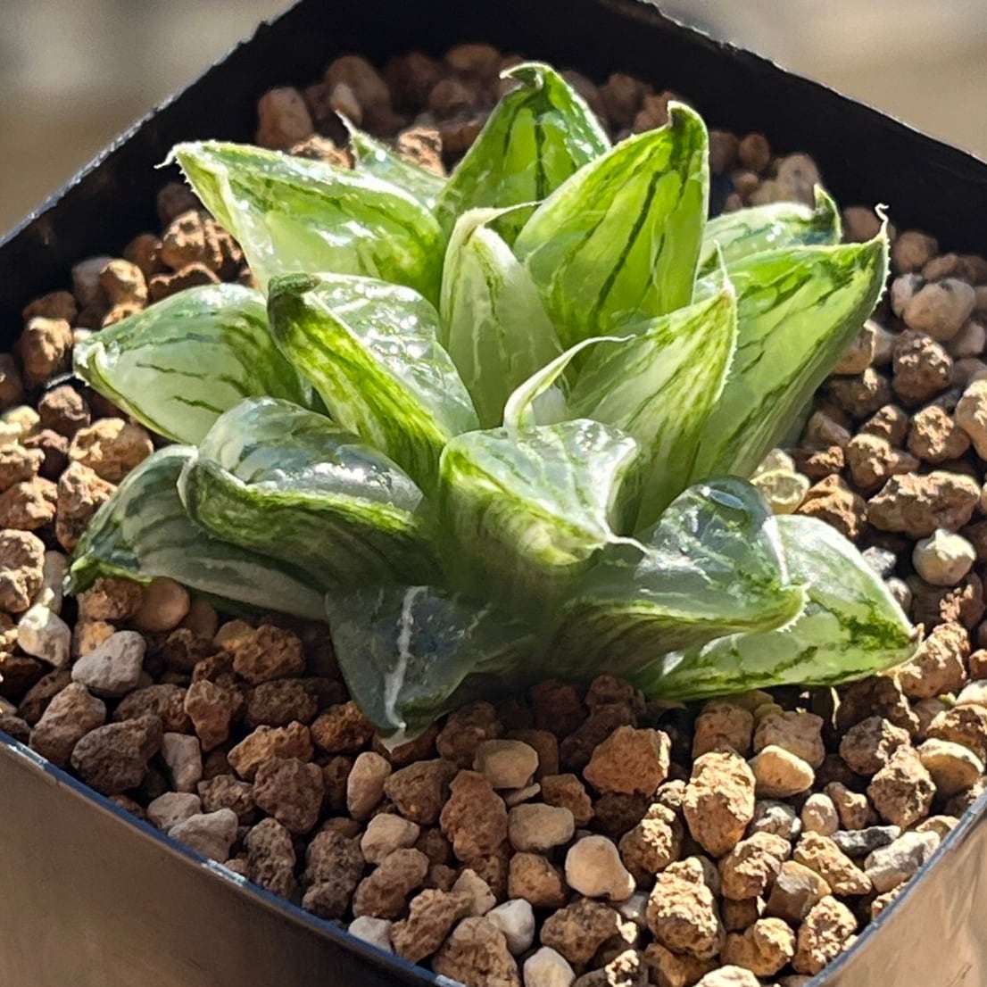 ≧∇≦）多肉植物 ハオルチア 萩原ピグマエア錦