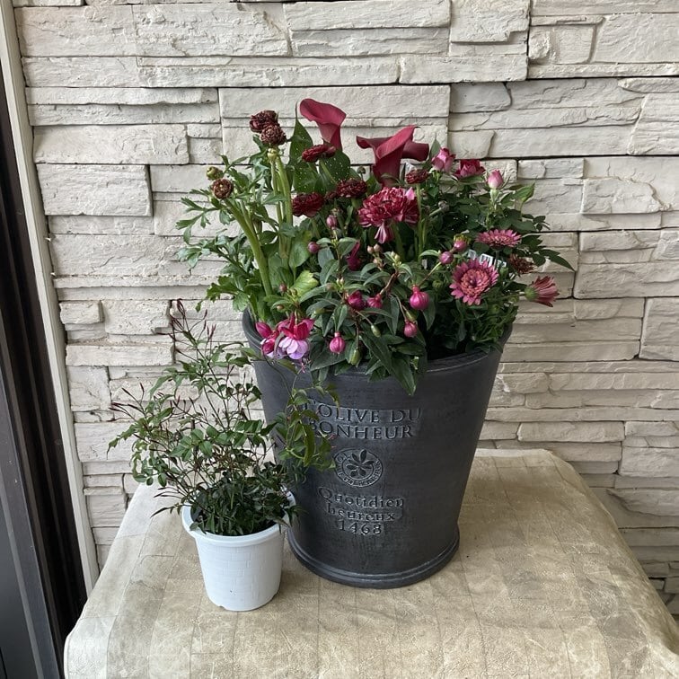 自分で作る寄せ植え花苗セット】ダークレッドの豪華な寄せ植え | 橋本