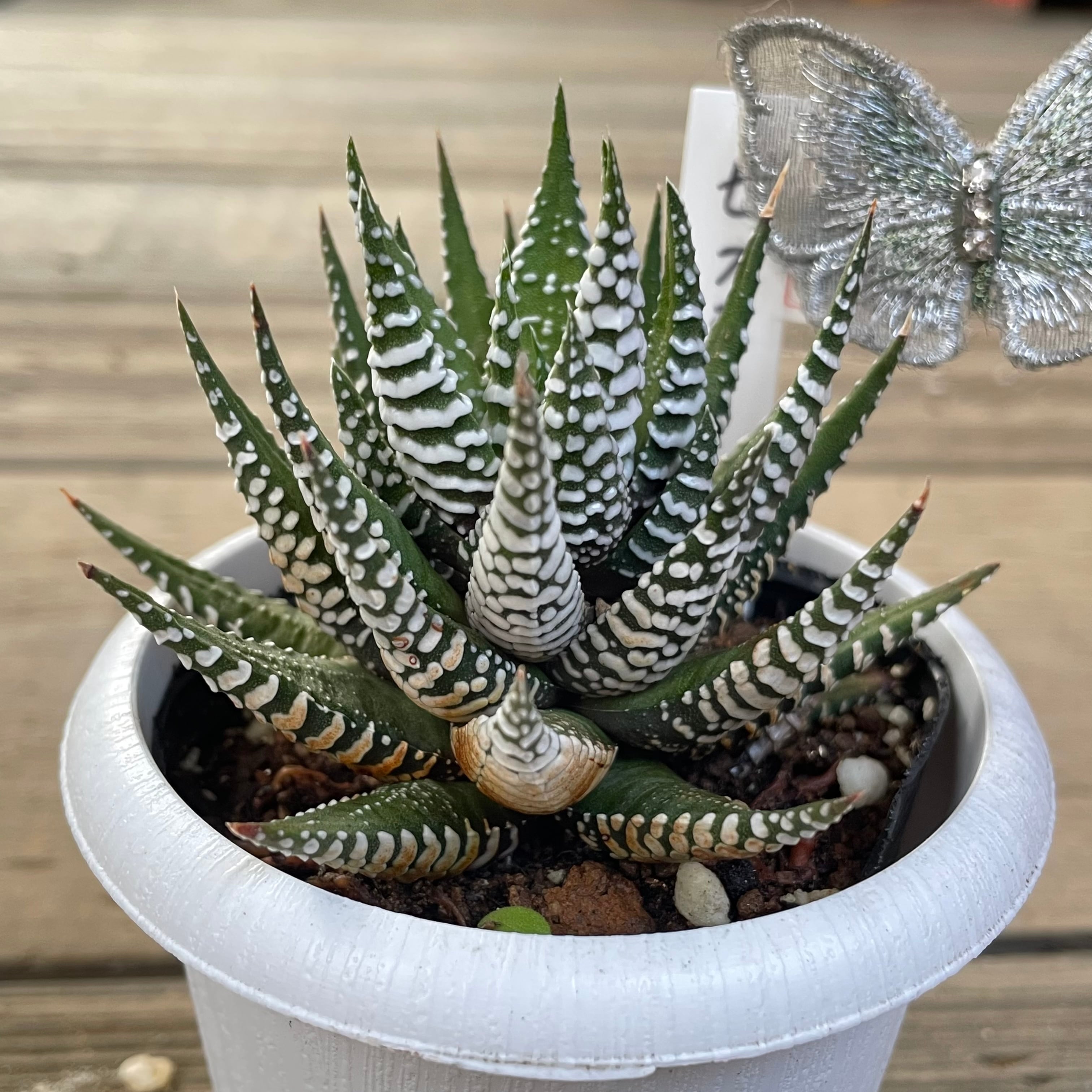 ハオルチア ピリフェラ RIB0136 多肉植物