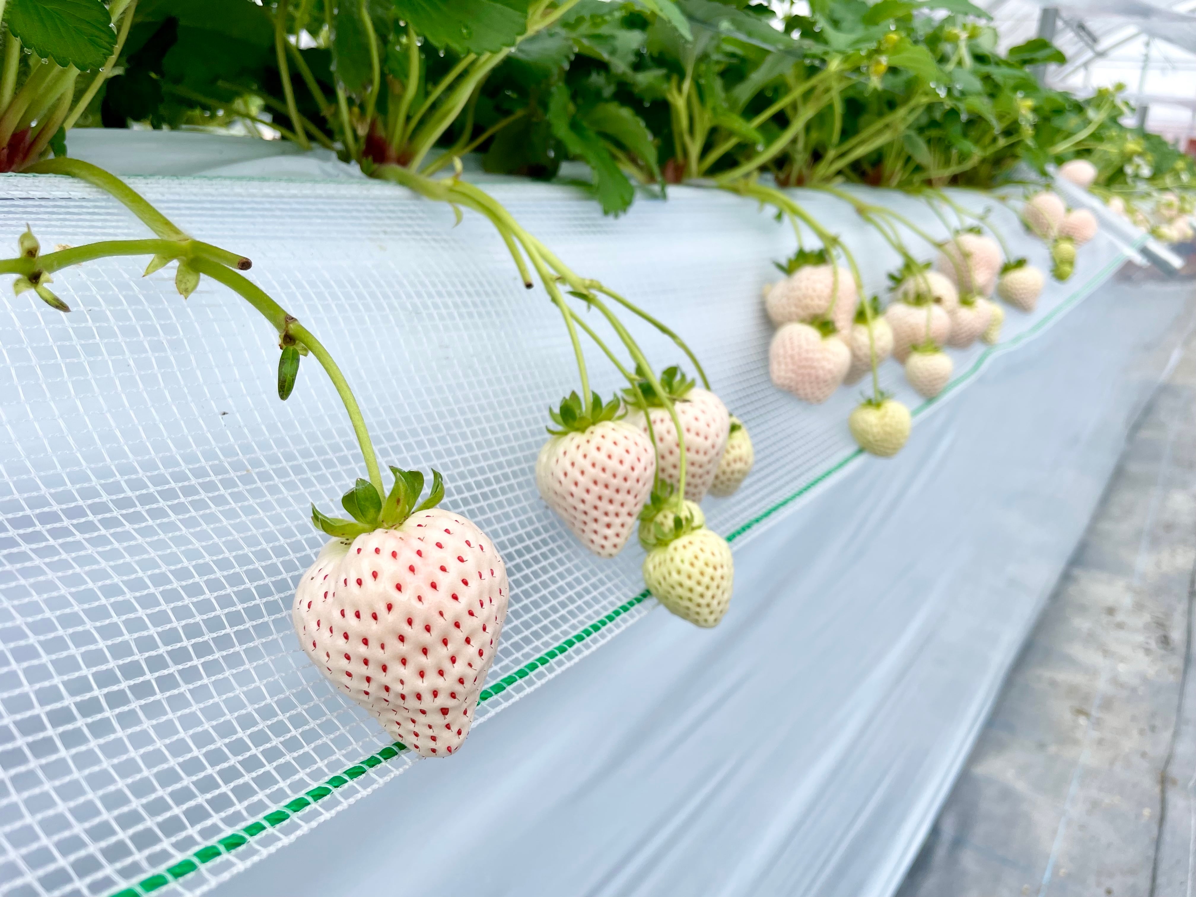 淡雪と天使のいちご(白いちご詰め合わせ)