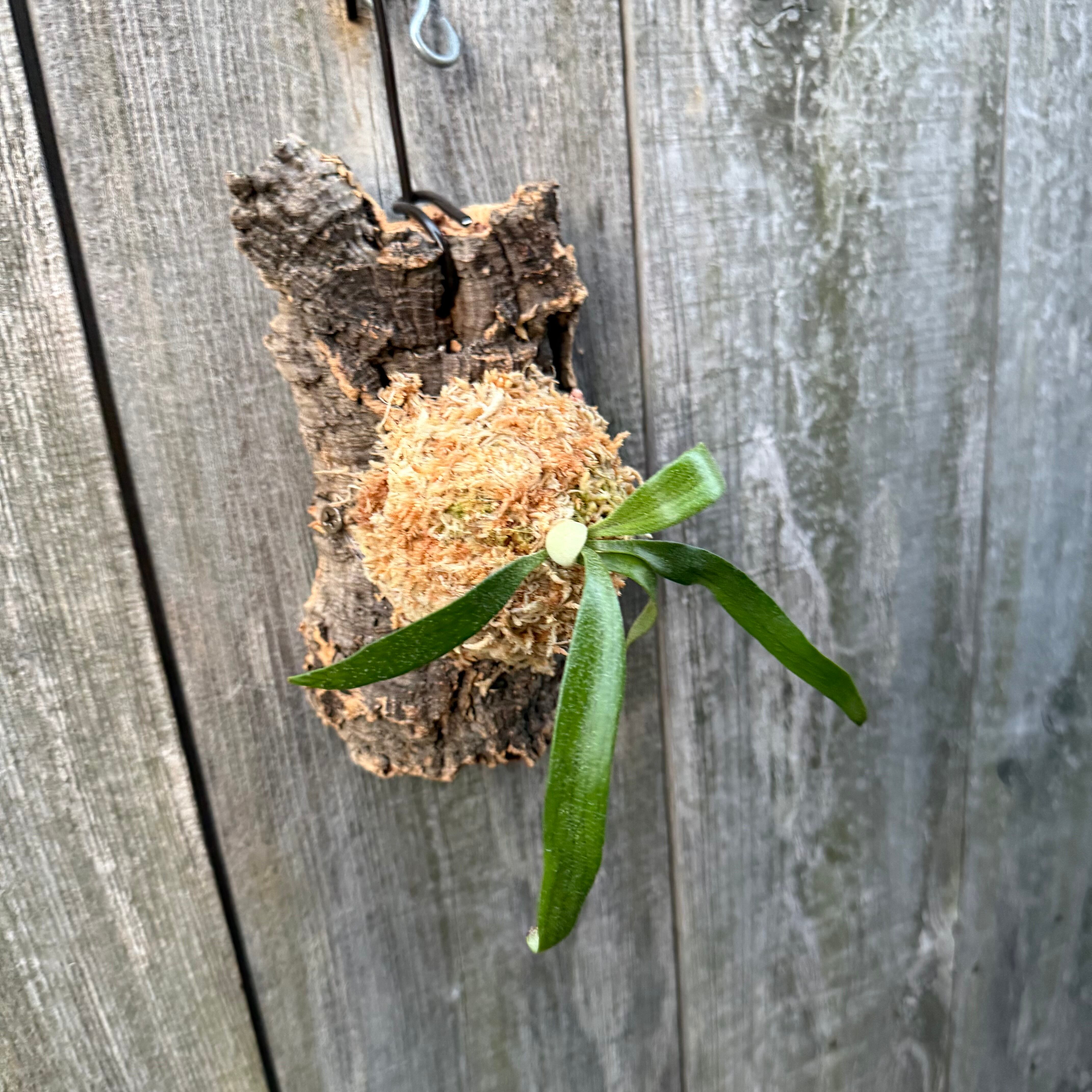 P. alcicorne dwarf (TC) | naturefix