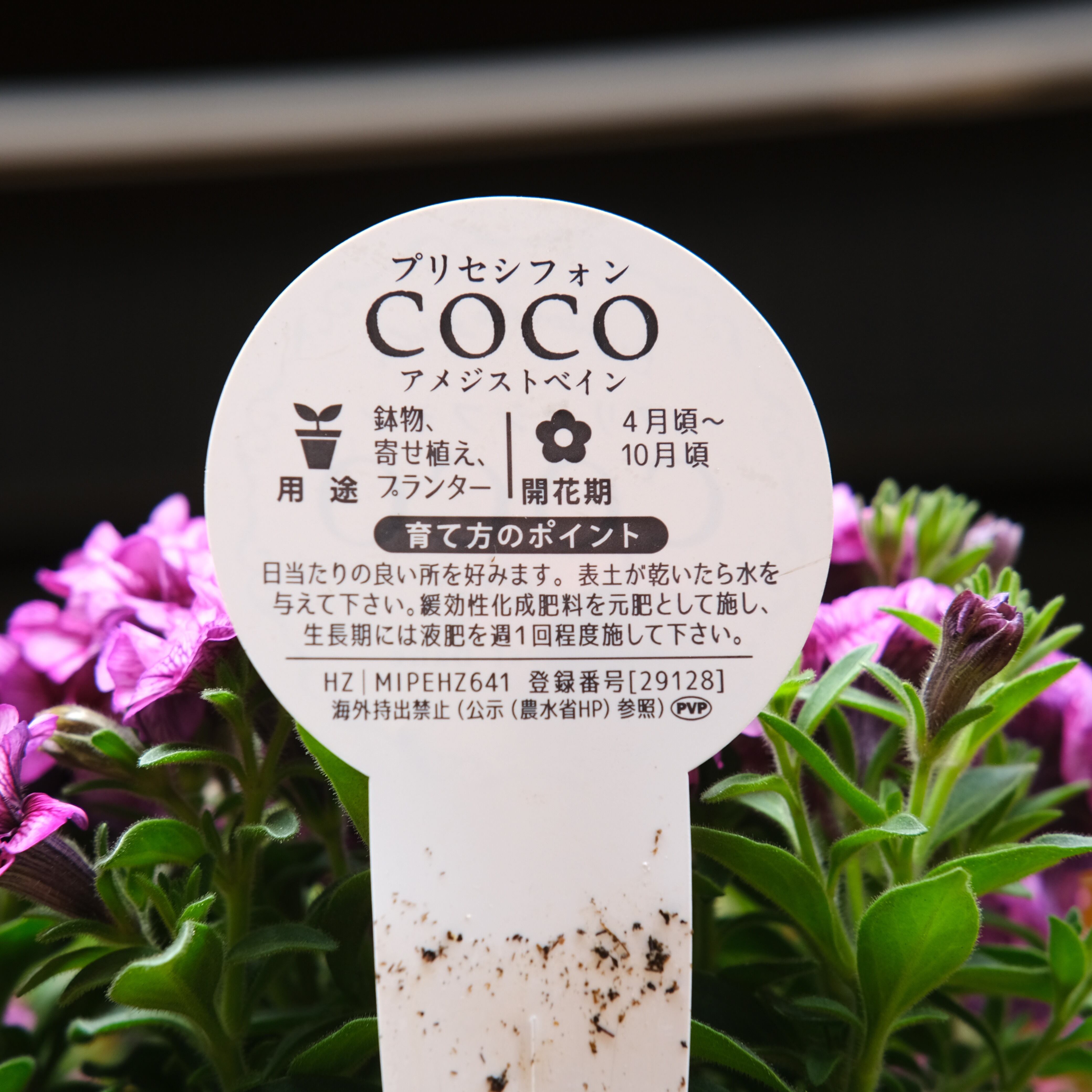 ペチュニア プリセシフォン COCO《 アメジスト ベイン 》3.5号