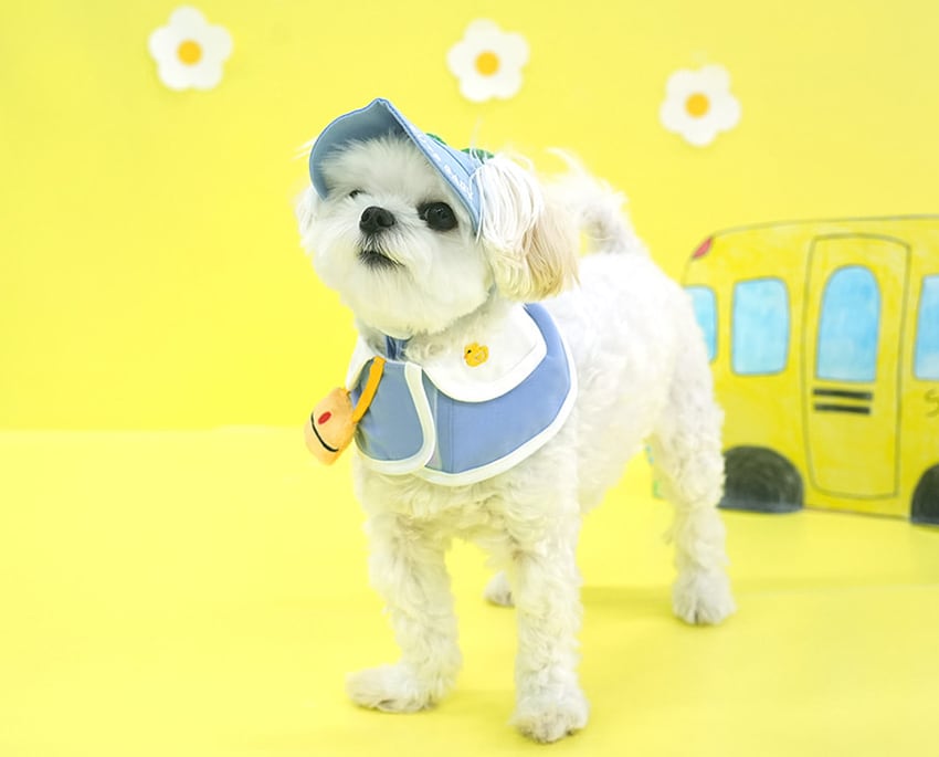 kindergarden cape & ball cap set 2color / 犬用 帽子 幼稚園 ケープ バンダナ スカーフ アクセサリー ドッグウェア ペット用 cap 被り物 お揃い お出かけ お揃い 撮影会 ban18