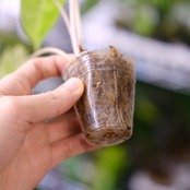 Alocasia Pink Dragon / アロカシア ピンクドラゴン②