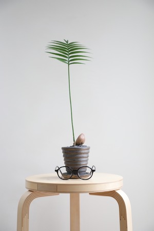 【M】ディオーン スピヌロスム/Dioon spinulosum ※陶器鉢付き