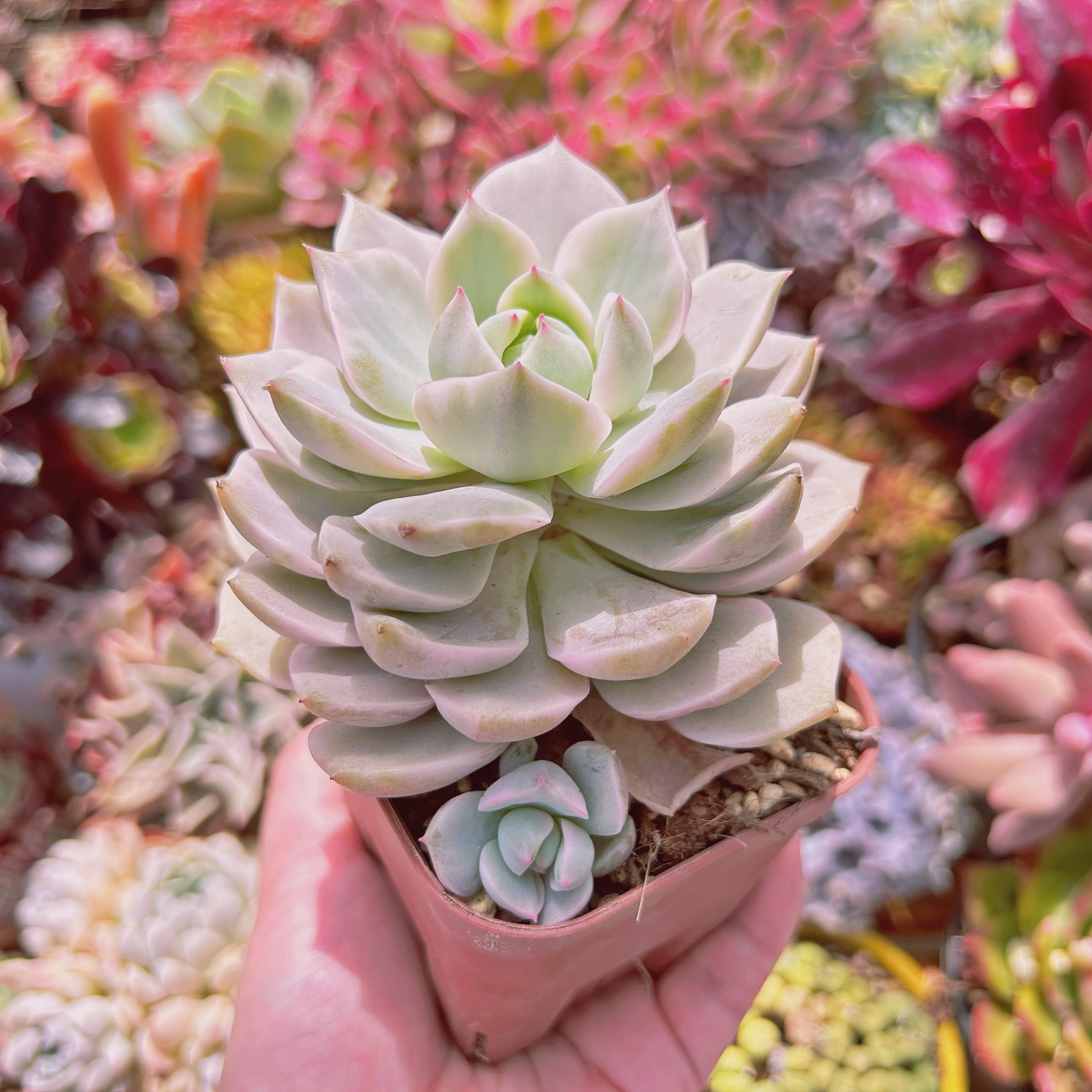 528現物 多肉植物 白牡丹錦 特大 | るる農園~多肉植物専門