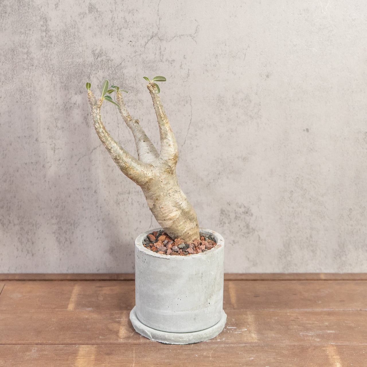 パキポディウム・マカイエンセ|やさしい曲線と伸びやかな枝姿が美しい、インテリアにも映える発根済の現地株【手作りモルタル鉢】