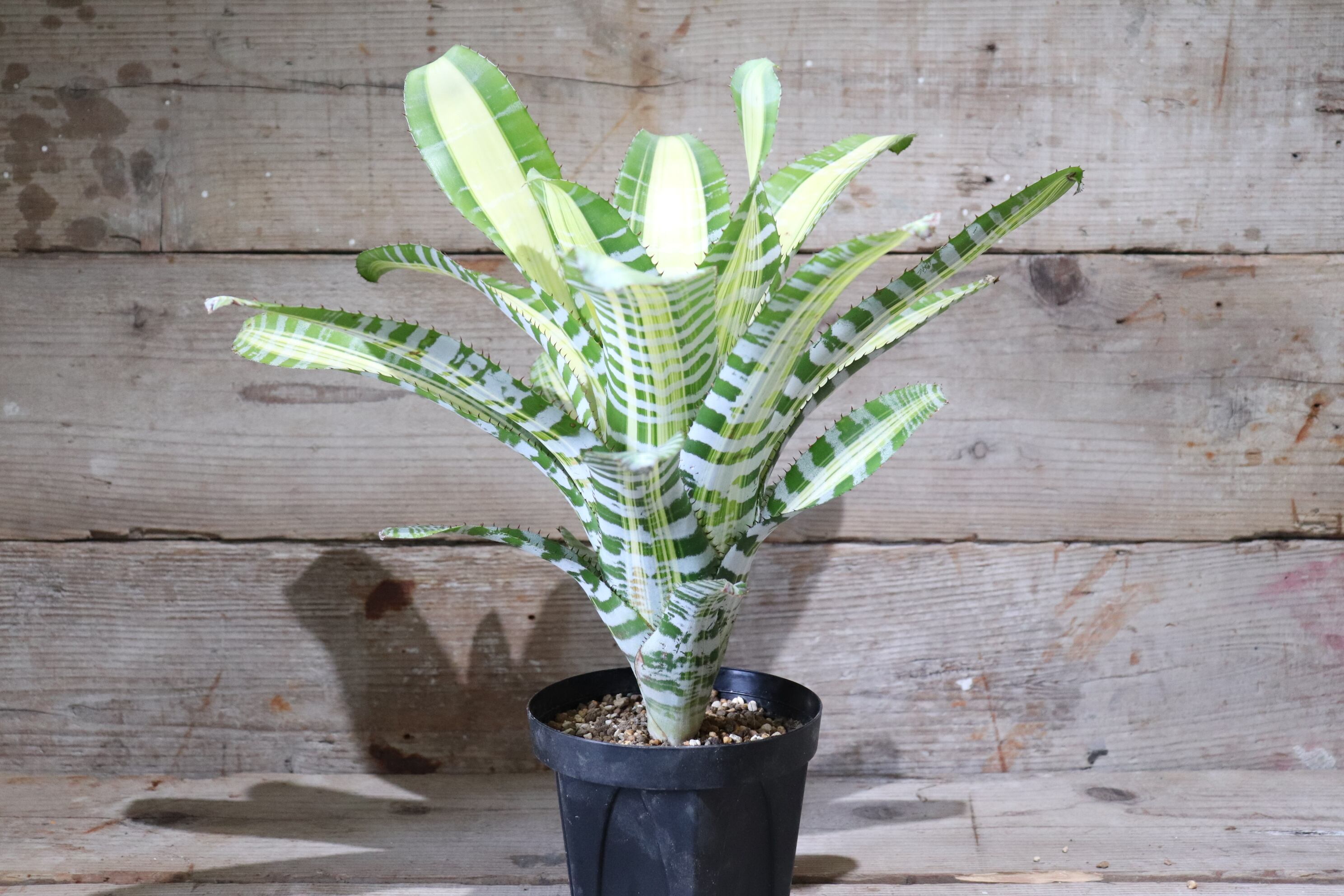 送料無料】Aechmea 'Yamamoto'〔エクメア〕現品発送A0001 | plane plants