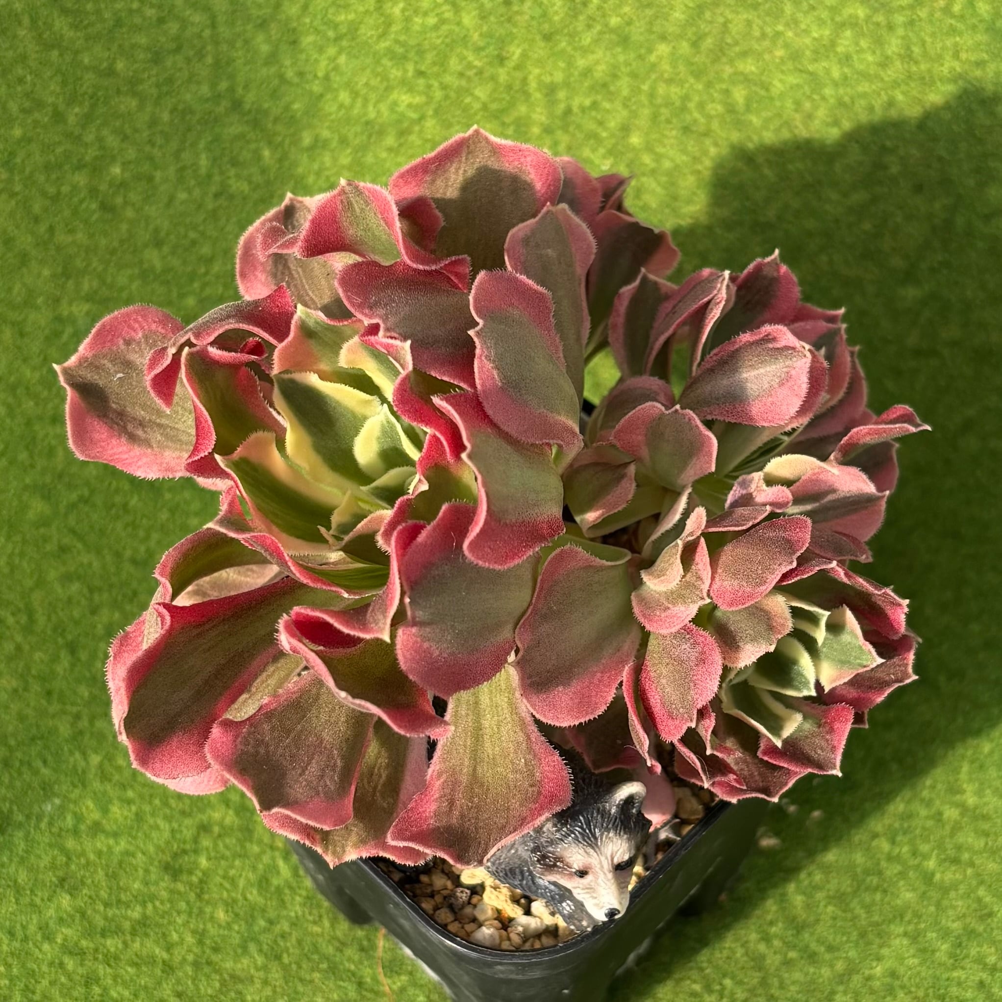 斑入り | 多肉植物 豆彦商店