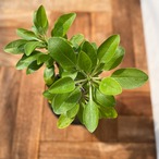 Fouquieria diguetii 【フォークイエリア・ディグエッティ・実生】