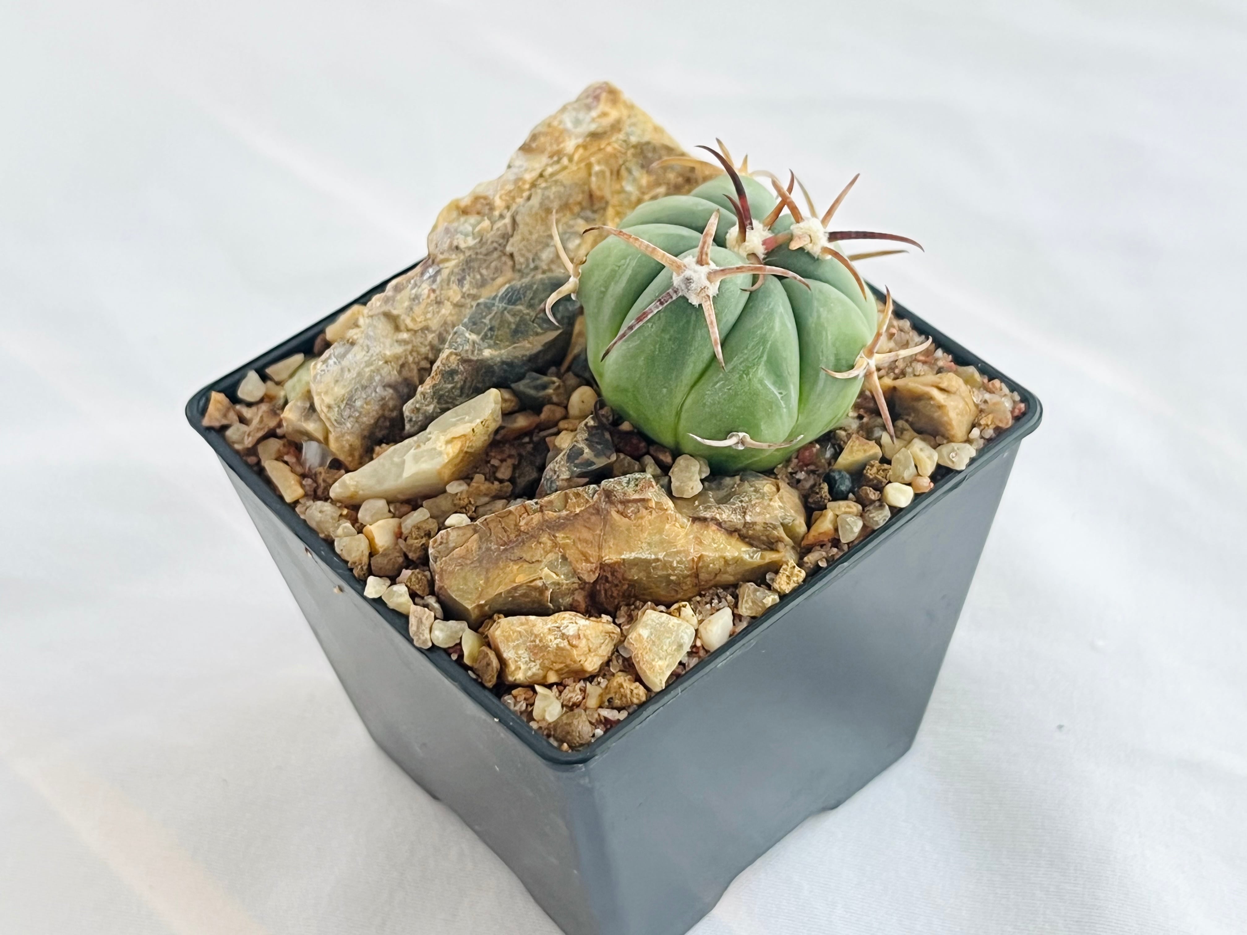 Echinocactus horizonthalonius エキノカクタス 花王丸 サボテン