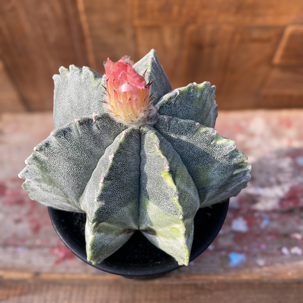 Astrophytum アストロフィツム・ランポー玉錦