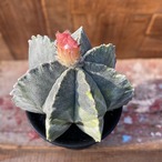 Astrophytum アストロフィツム・ランポー玉錦