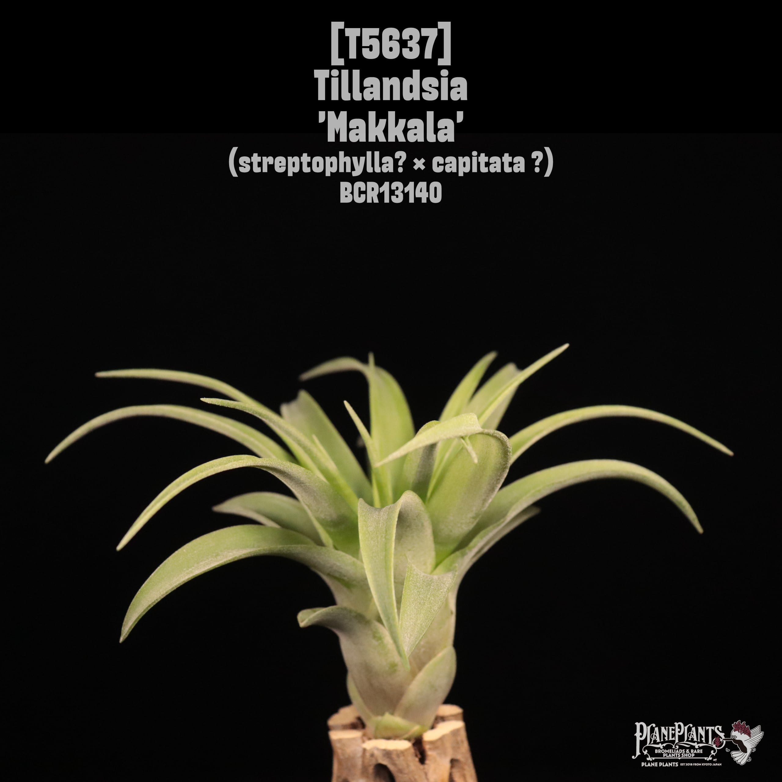 □ TILLANDSIA IMPORT [契約農園輸入株] | plane plants