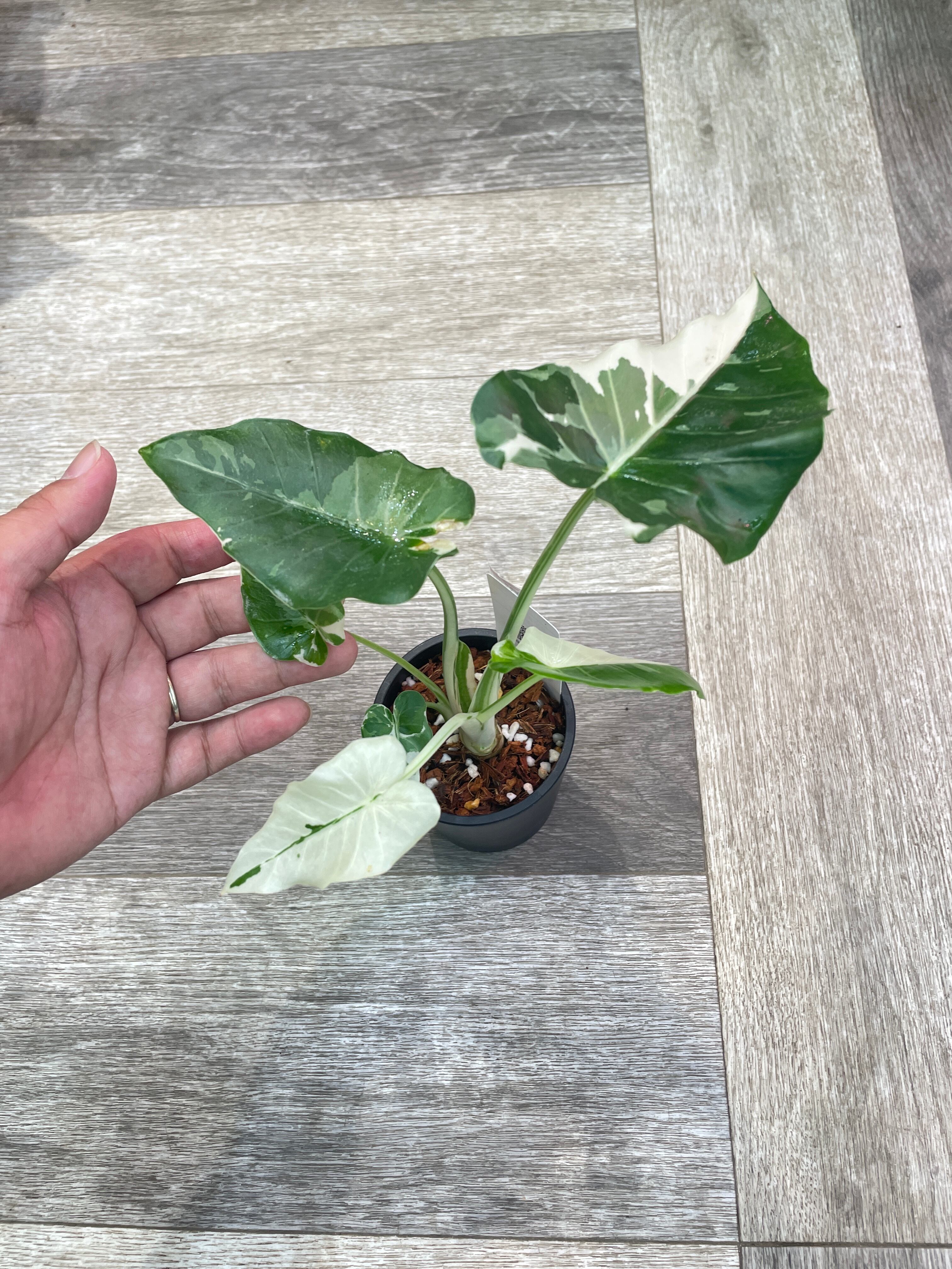 白斑クワズイモでつかいNo.2