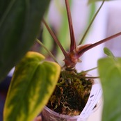 Anthurium Papillilaminum Guna Yala x Forgetii Dark⑥│観葉植物