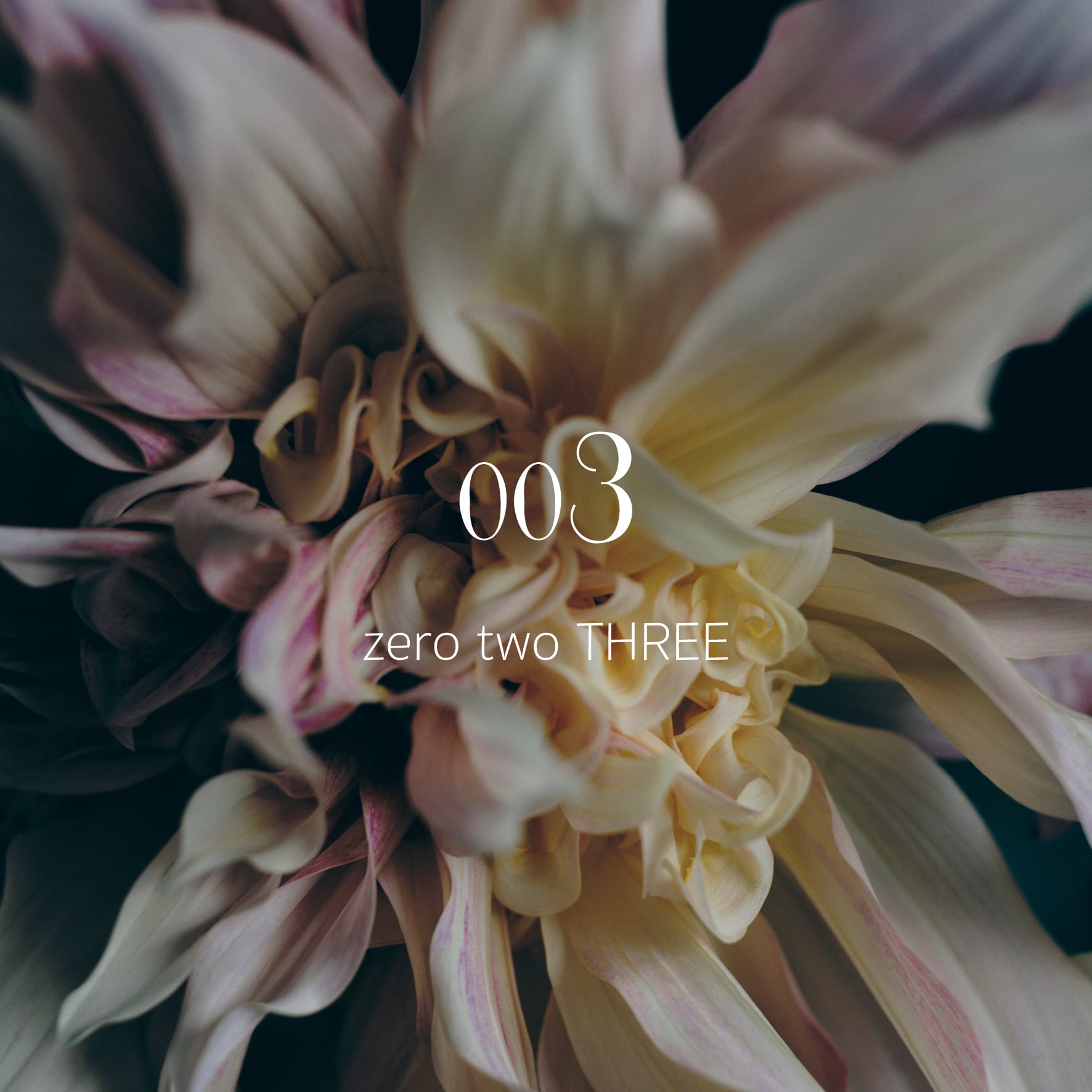 three trees　花瓶　2点まとめて three trees 花瓶 2点まとめて Amazon.co.jp: 花瓶花器 3つ