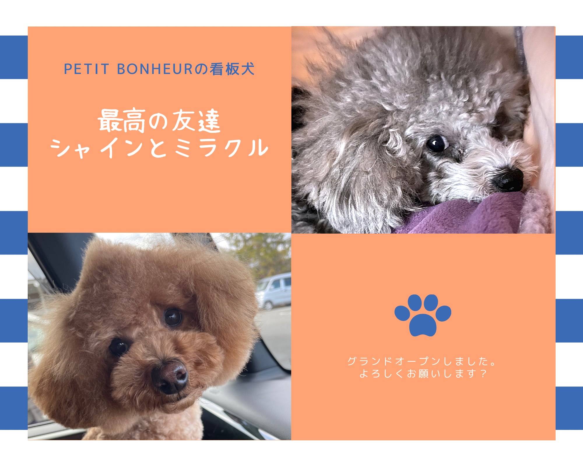 petit bonheur 　犬服　韓国ブランド正規取扱店