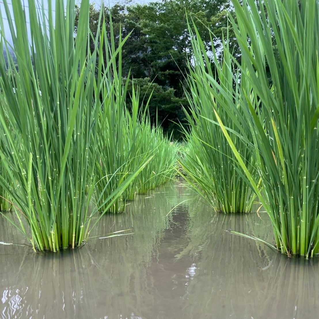 農のパーソナルケア