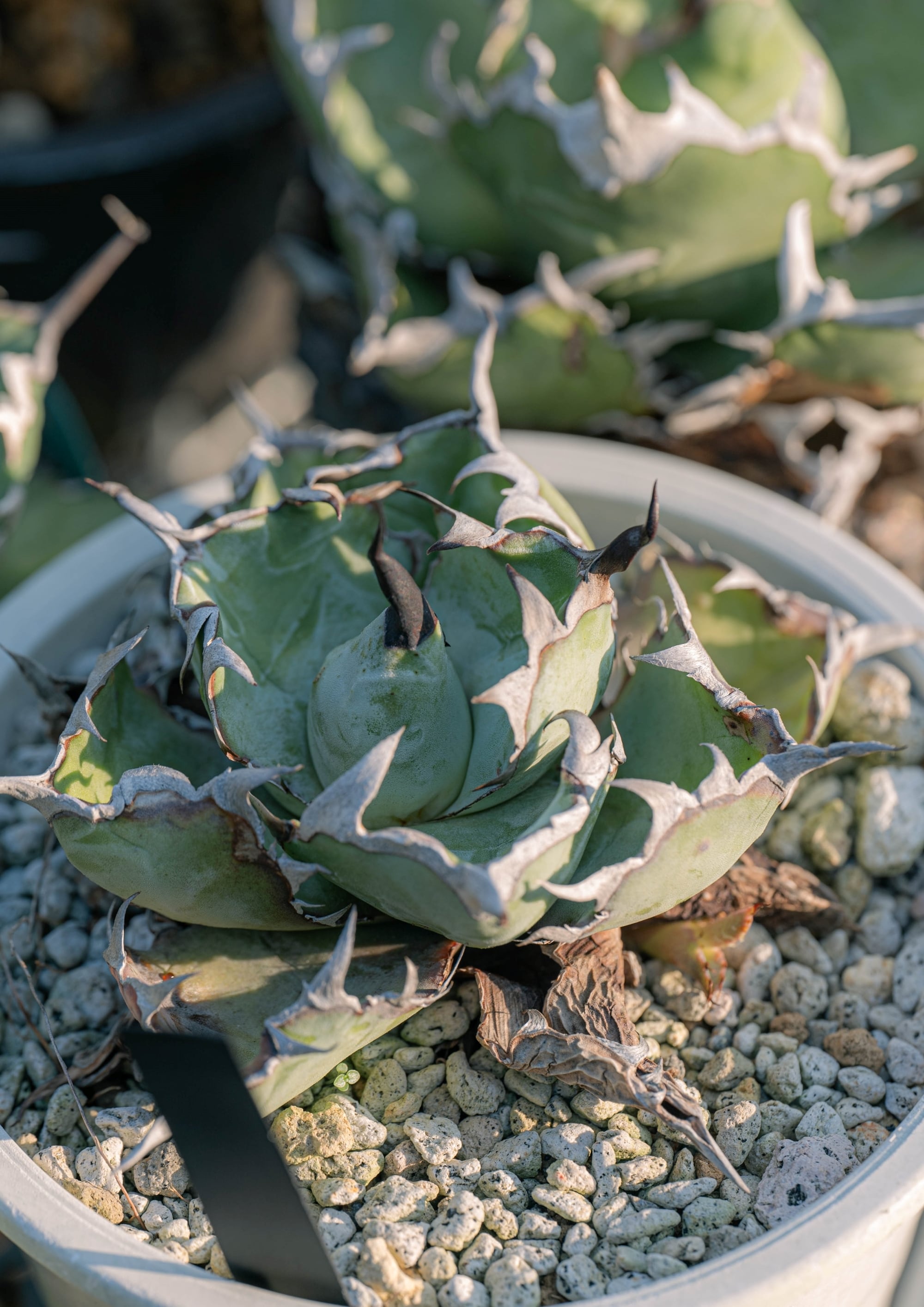 Agave Rocon Agave Rocon