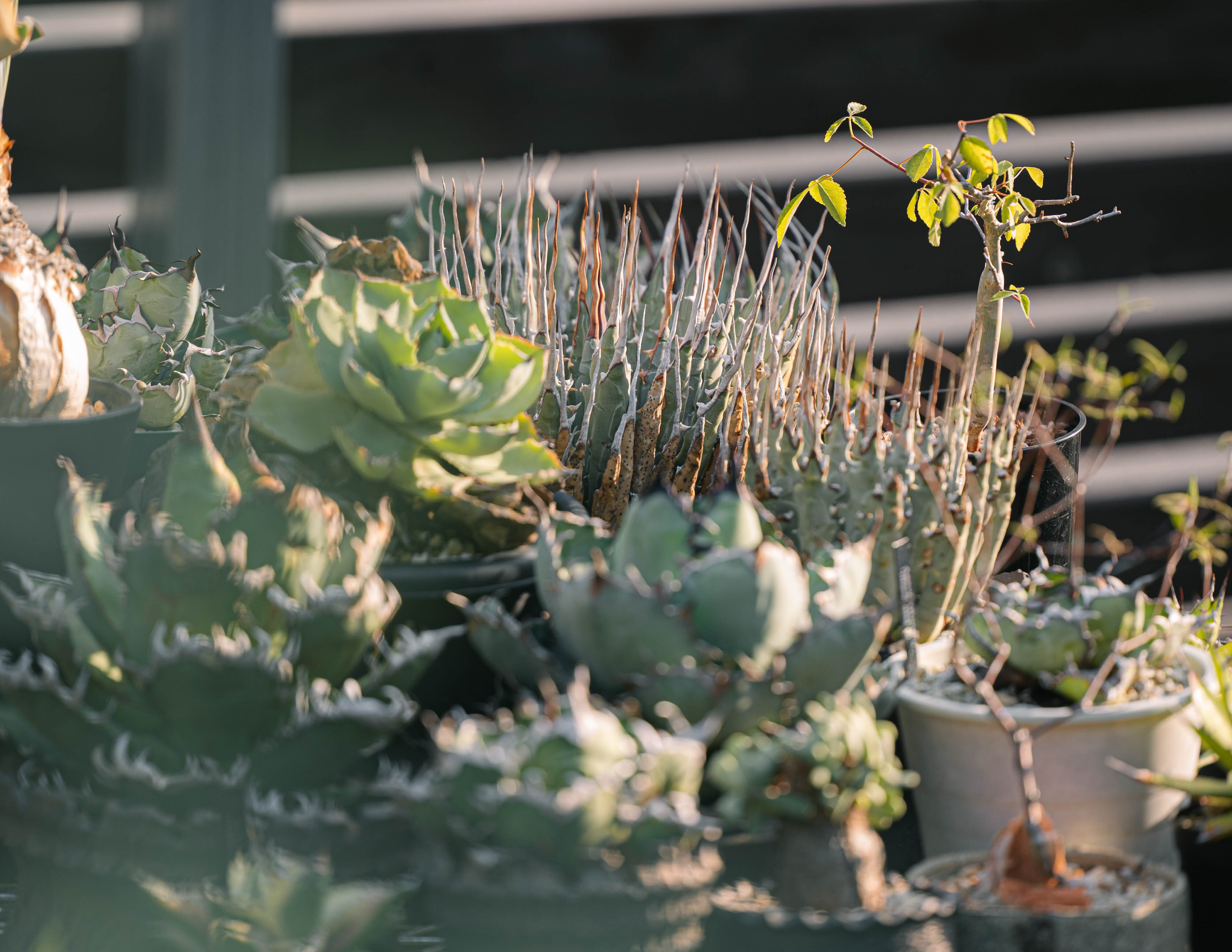 Agave Rocon