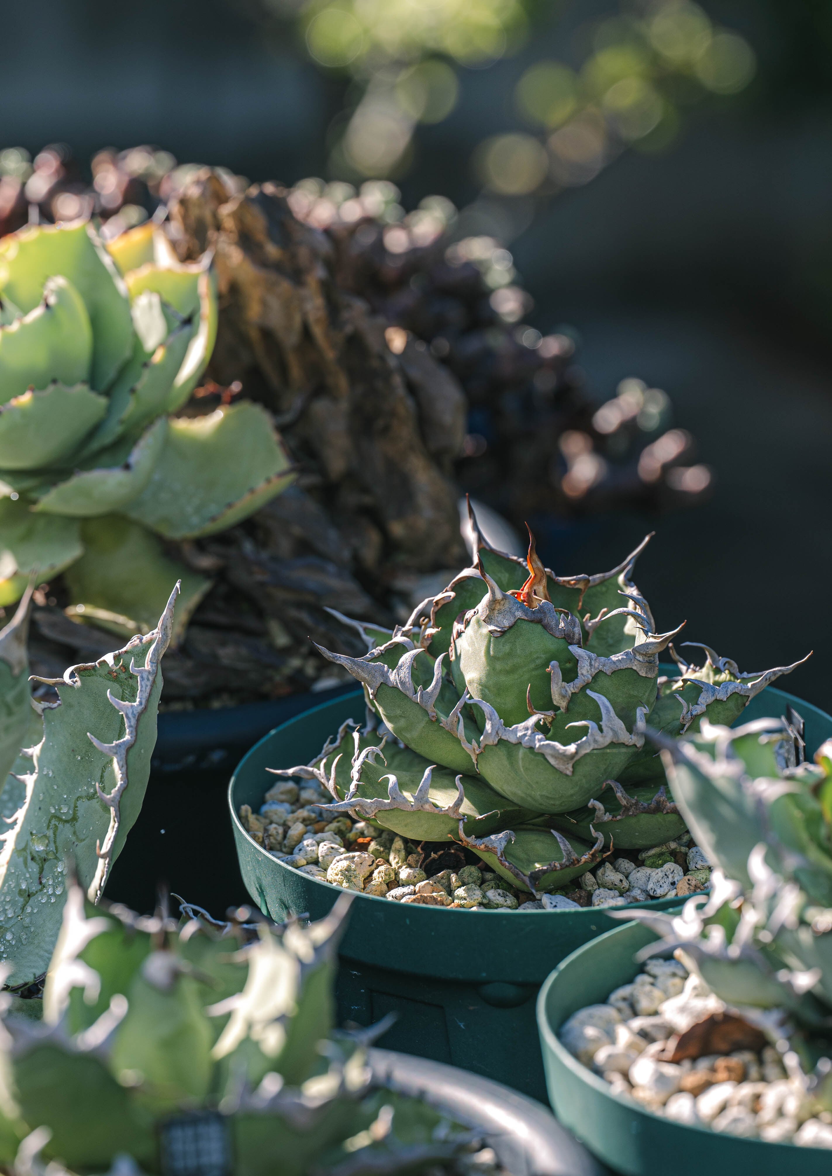 Agave Rocon Agave Rocon