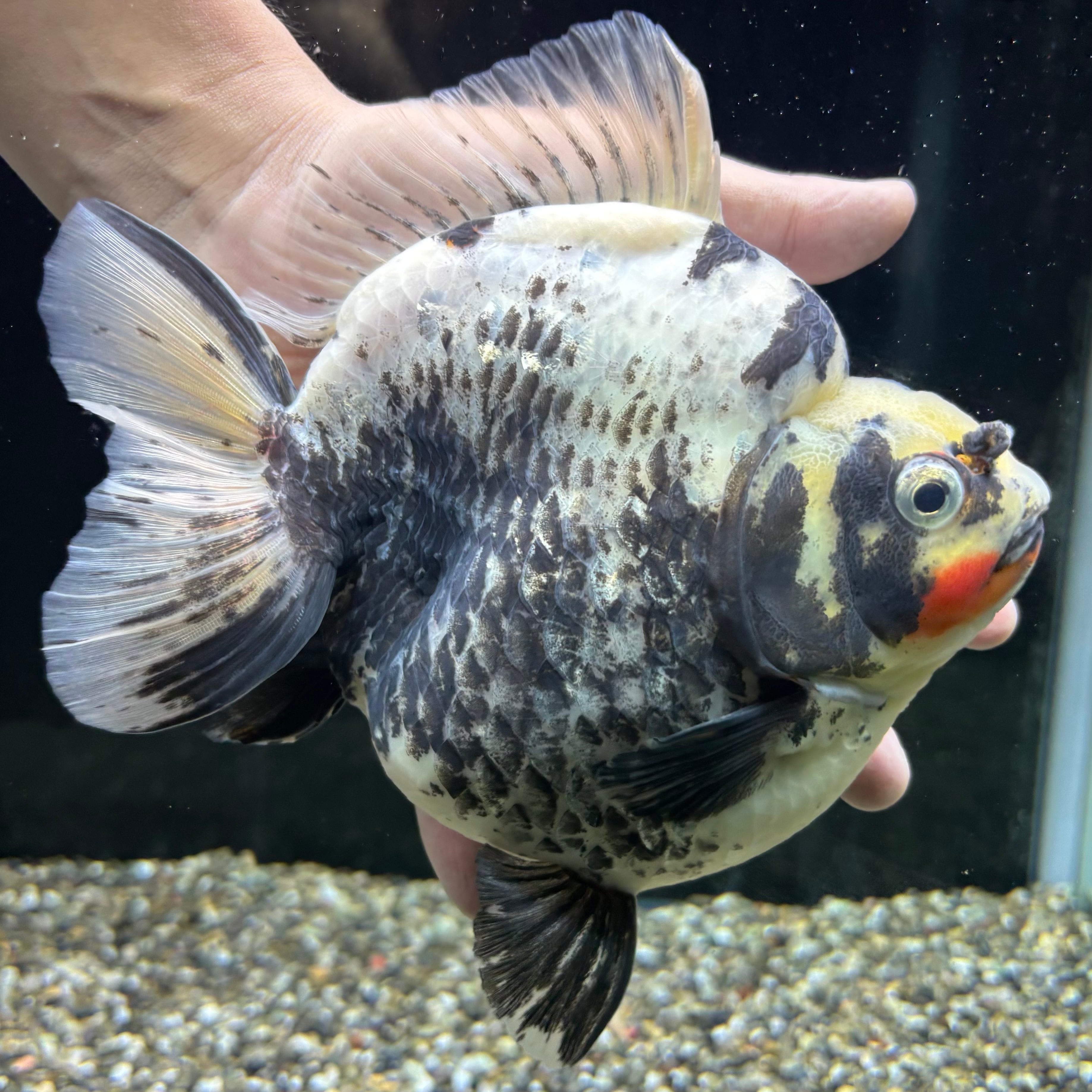 海水魚用品 AGH30 海水魚用品 AGH30 海水用品在庫状況 | 海水魚通販はアクアギフト