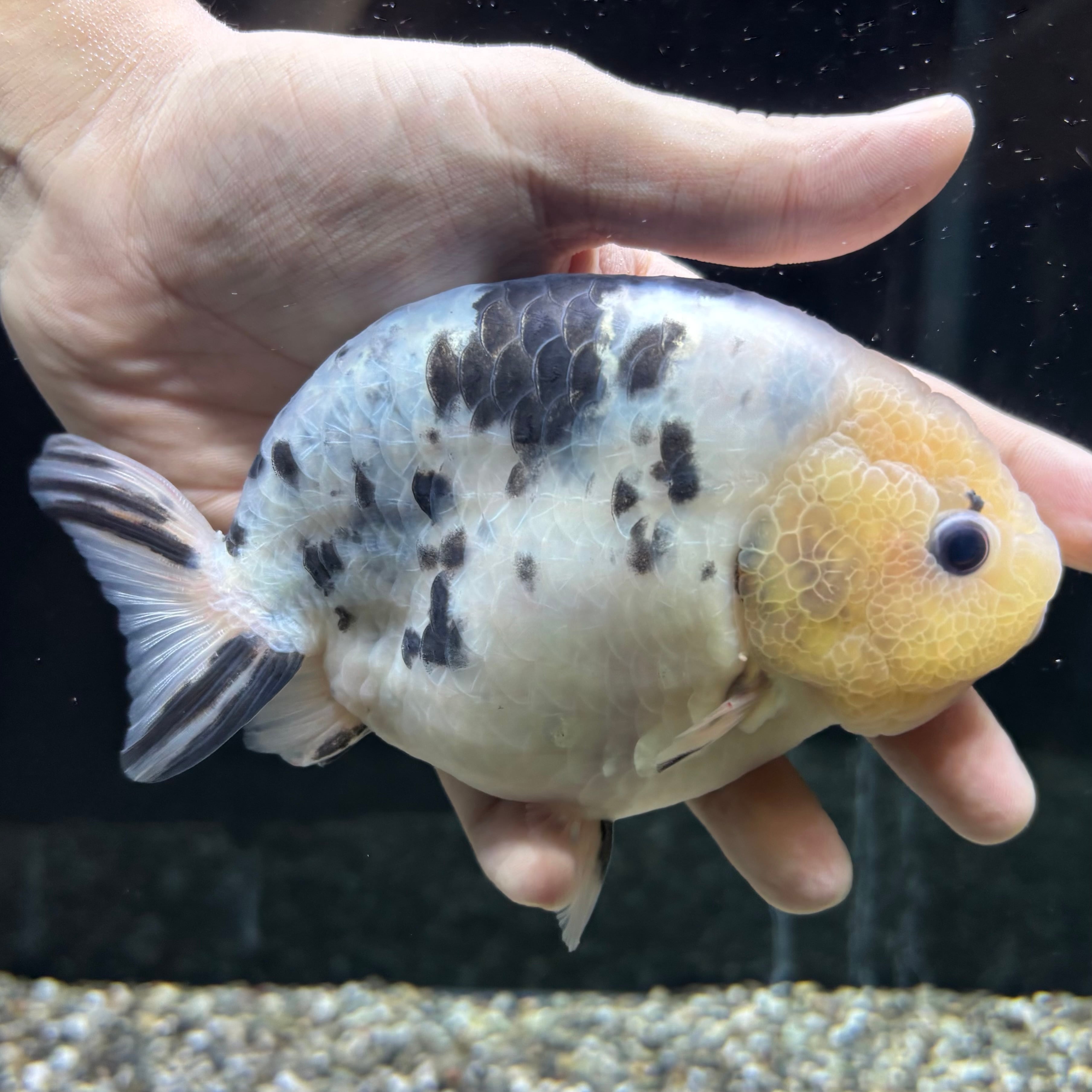 金魚・熱帯魚専門店 AquaPro.H