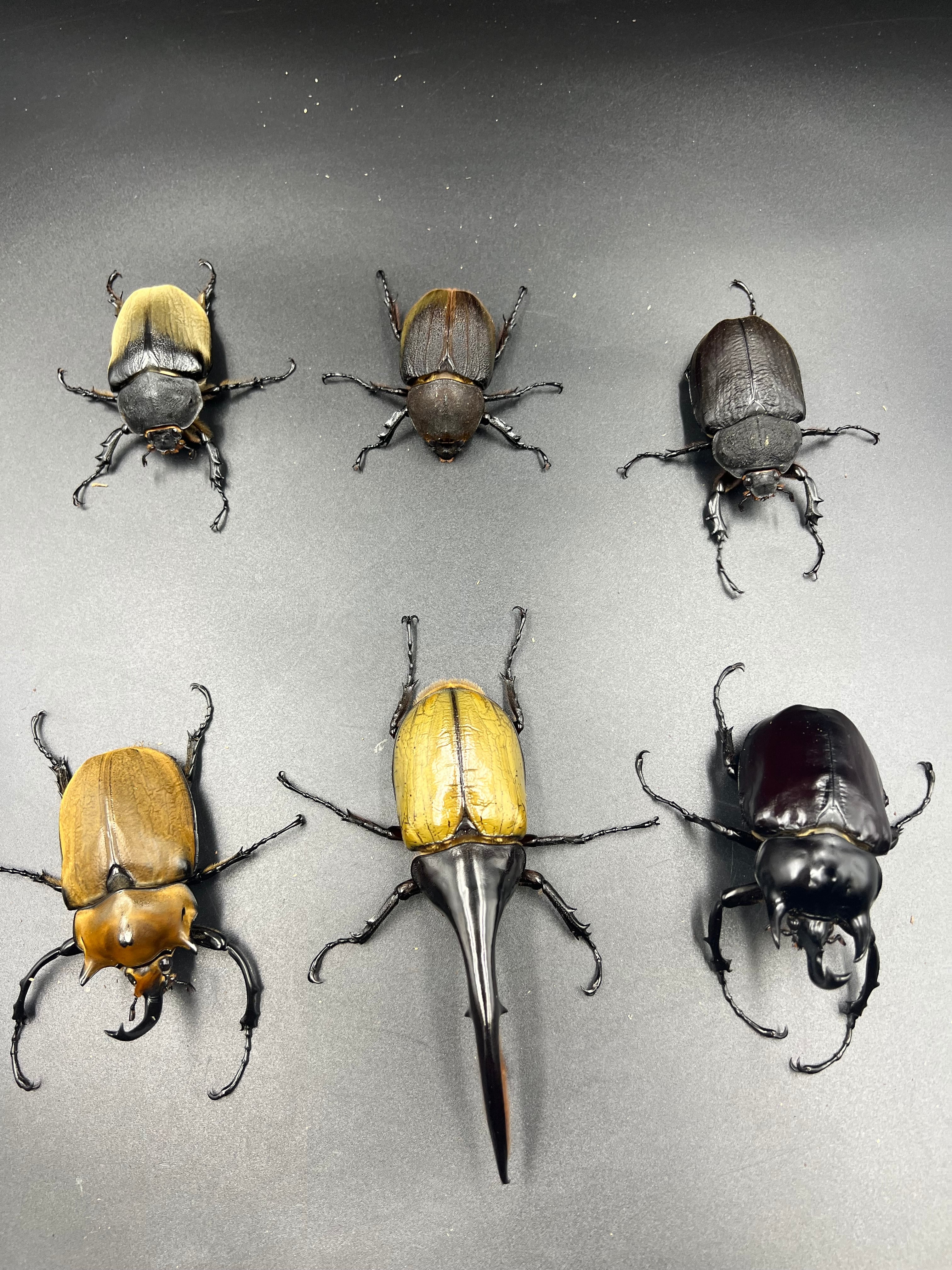 Beetles Fukuoka