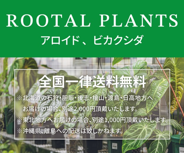 トラリヤシの大苗 引き取りに来ていただける方限定 現在の展示 （3/27～4/1） Current Exhibition もみじ '獅子頭（ししが