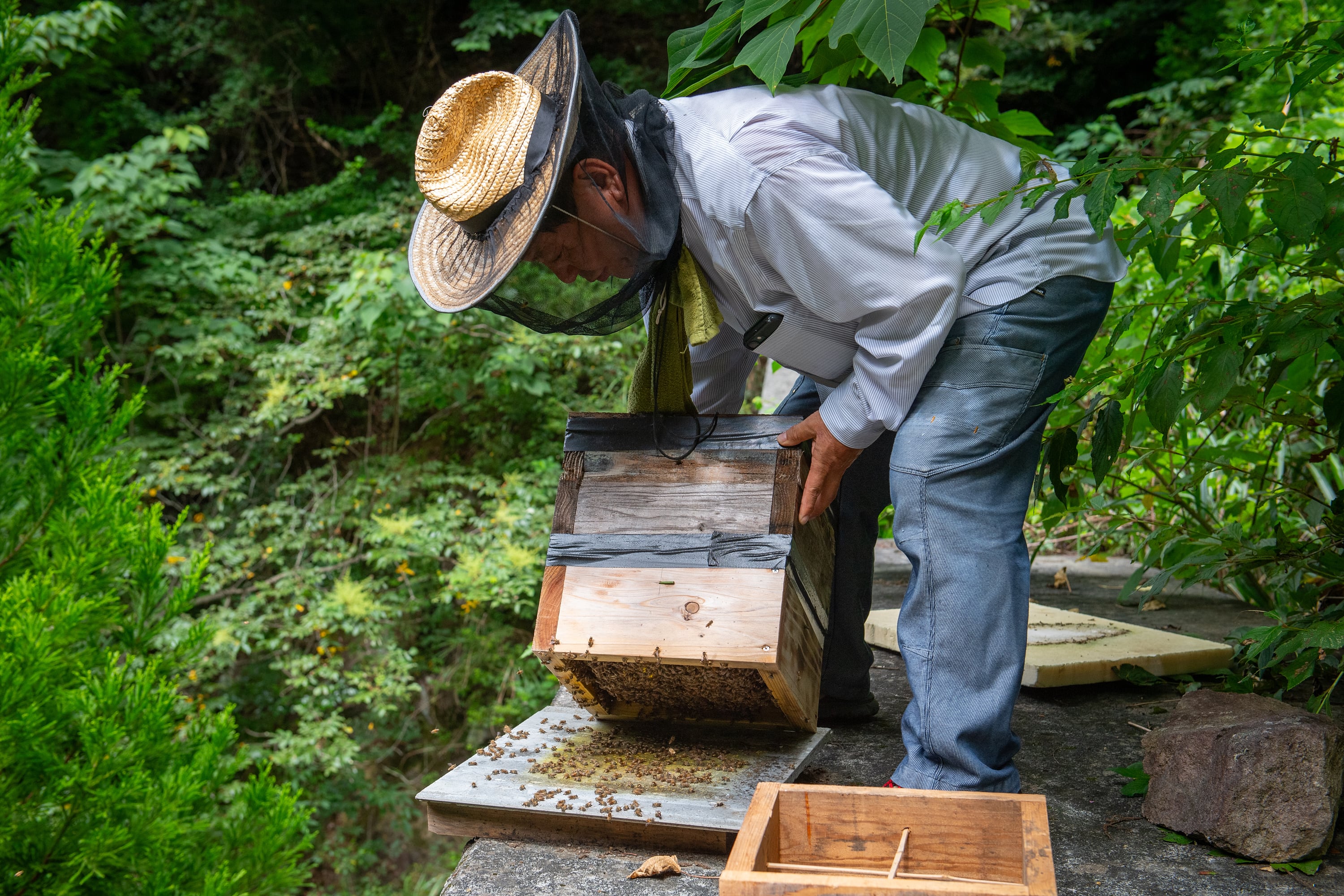 延寿は熊本県菊池市にある、世界有数の水脈の一つ菊地水源で育った木の花の蜜を、 日本ミツバチが採蜜した蜂蜜から作られています。
採蜜期間は年に秋の一か月間のみで、西洋ミツバチとは違い、複数の花の蜜を採蜜した百花蜜の為、花の味ではなく山の味、それをニ回濾過し、非加熱でそのまま瓶に閉じ込めました。
喉越しが良くフルーティな味わいです。
日本ミツバチはデリケートなため、農薬や気候変動など様々な事象により、全滅が危惧されております。また気まぐれで、住み心地が良い場所にしか巣を作らない為、養蜂が難しく、採蜜量が少ない為日本ミツバチの蜂蜜は滅多に市場に出回りません。
そんな日本ミツバチを守り、増やす為、溜まった蜂蜜の一部を頂いて商品化しております。
川上家の巣箱は、ハチの運ぶ蜜に農薬などの異物混入を避けるため、日本ミツバチの飛行距離である二キロ圏内に、田畑がなく人や車も入れないない山奥の崖や斜面に、命がけで設置しております。
パッケージについては、日本ミツバチの重箱式巣箱をイメージし、百花蜜のもつ高い殺菌力のため、専用の木製スプーンをお付けしました。
「もし地球上からハチが消えたなら、人間は四年しか生きることができない」というアルベルト・アインシュタインの言葉もありますが、日本ミツバチを守る事は大変重要な事です。
更に地方創生、後継者問題など様々な課題の解決に加えて、熊本県菊地市の魅力を広めるために商品化しました。