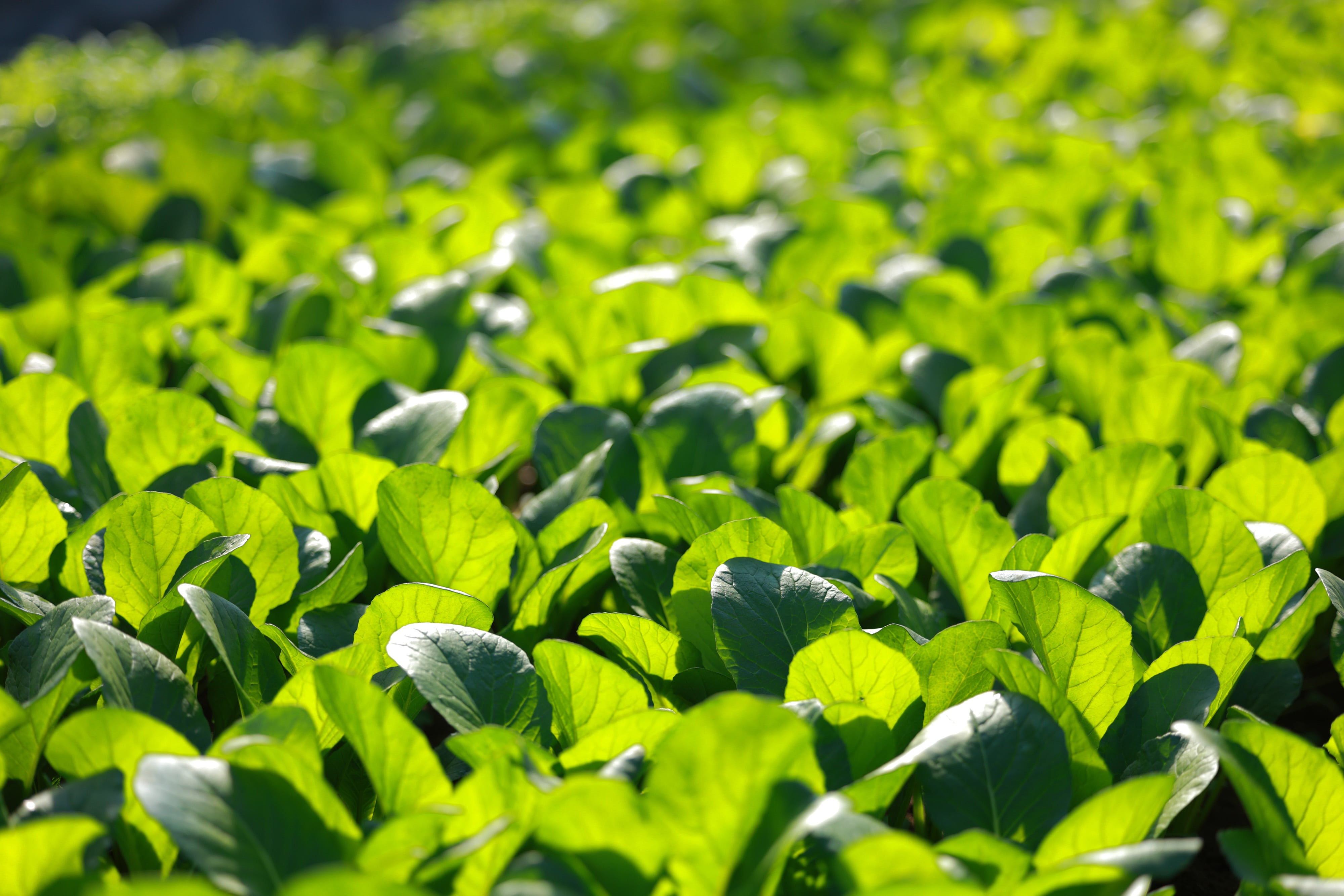 金田農園｜KANADA FARM