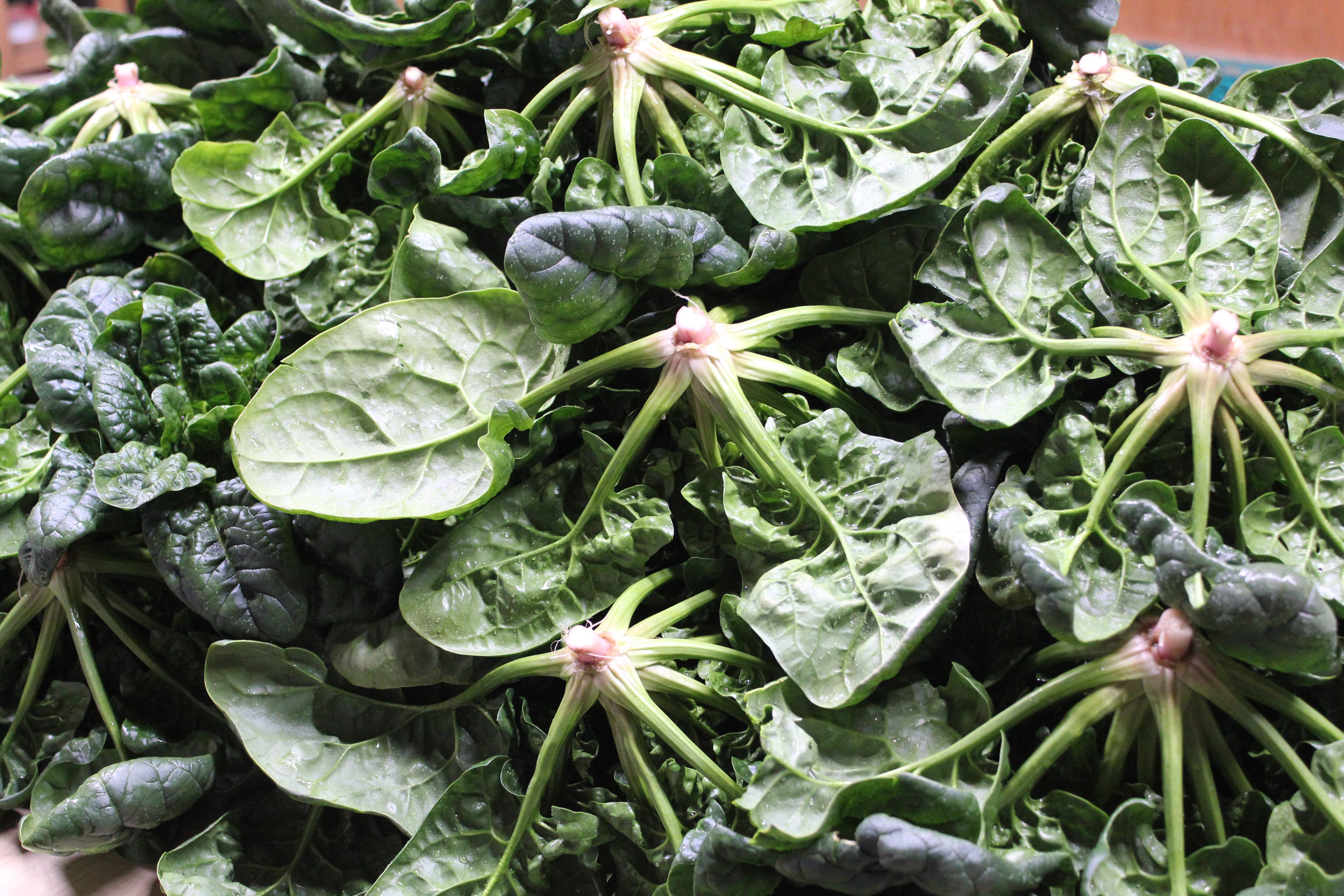 金田農園｜KANADA FARM