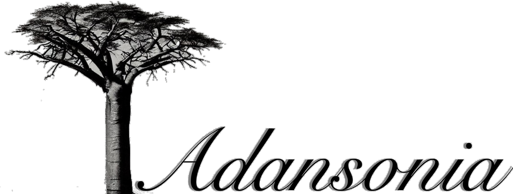 Adansonia