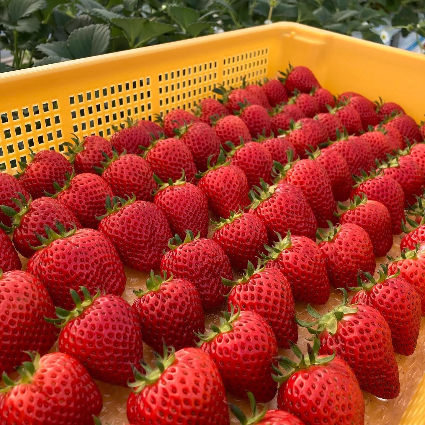 ⸜ 朝摘み新鮮♥️ ⸝‍ 
産地直送！