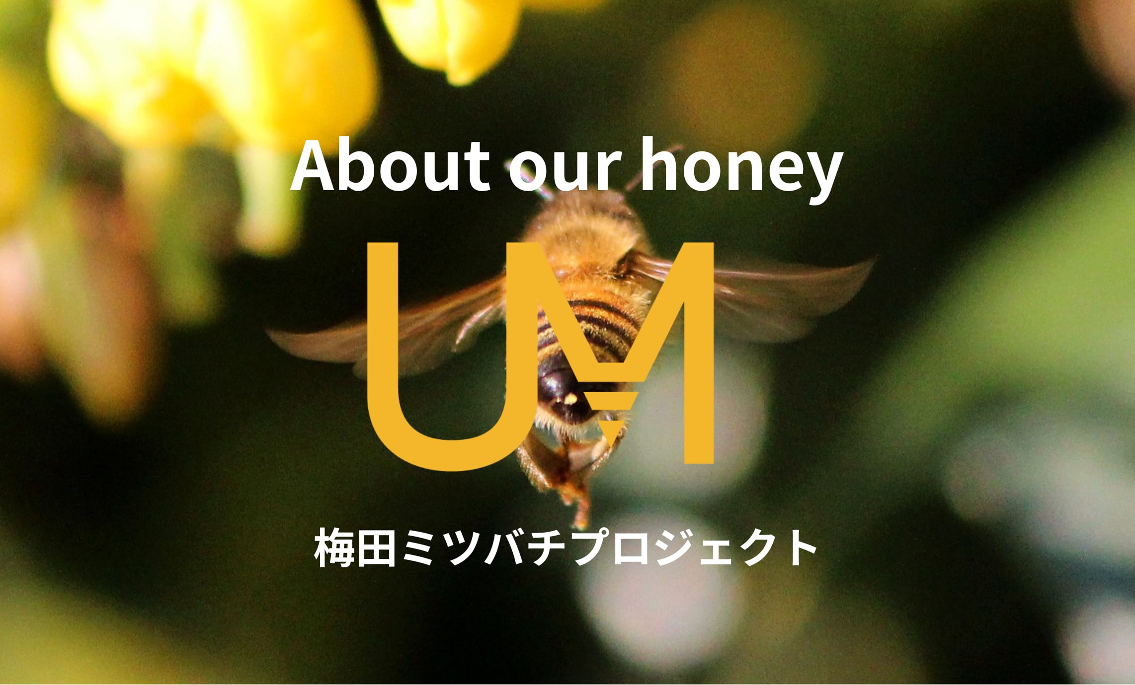 ABOUT