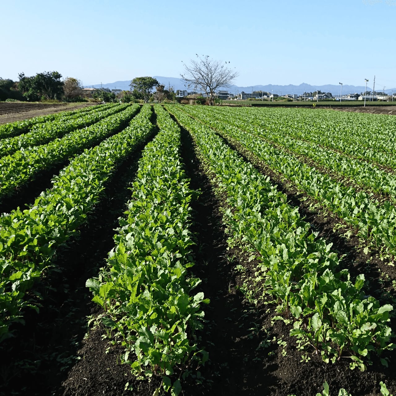 <b>産地厳選！</b>