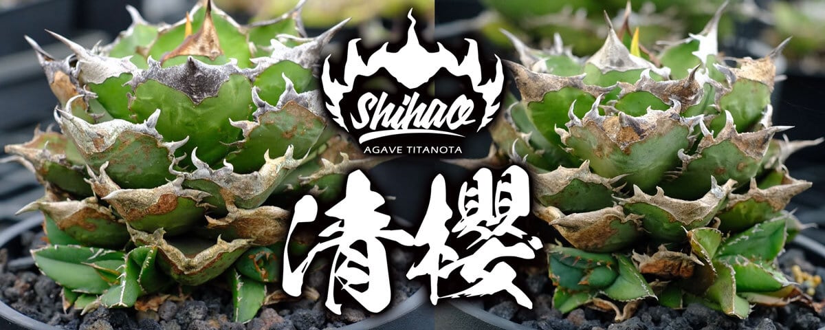 アガベ g14 アルテミス ヤンチェン areymplants