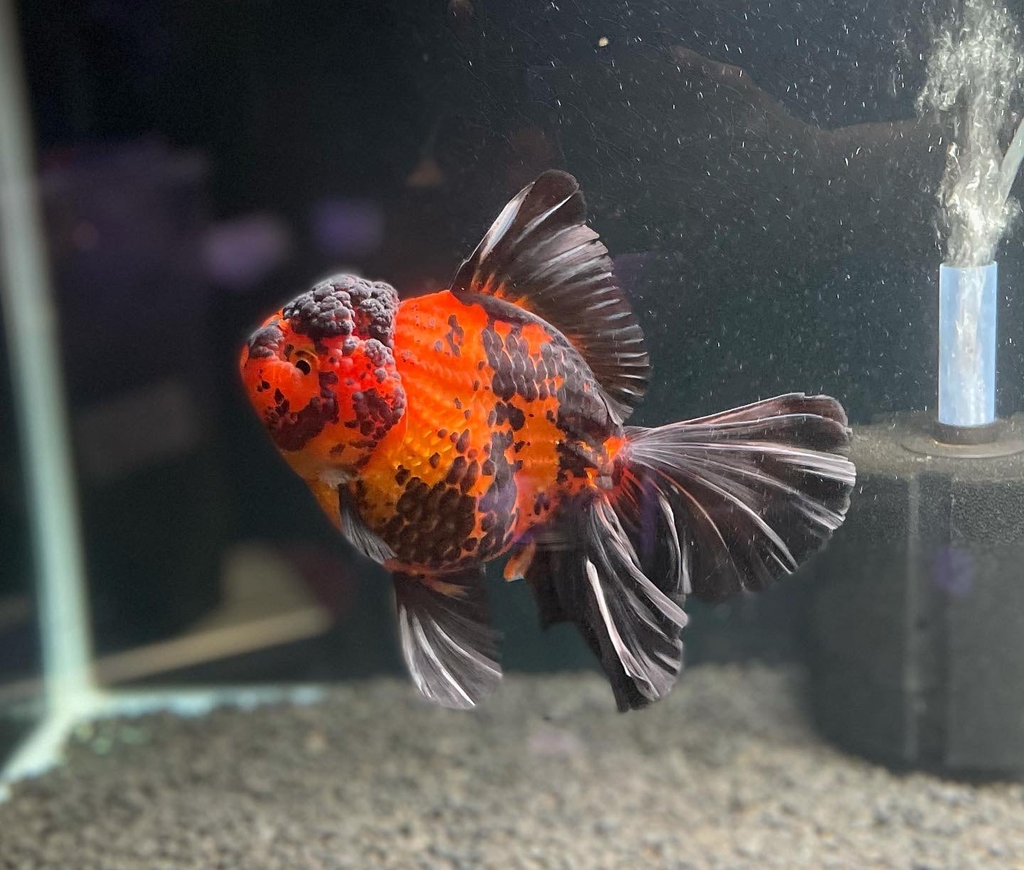 オランダ獅子頭 | 金魚専門店 AQUASHOP 悟空 オランダ獅子頭 | 金魚専門店 AQUASHOP 悟空