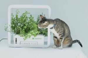無農薬土壌