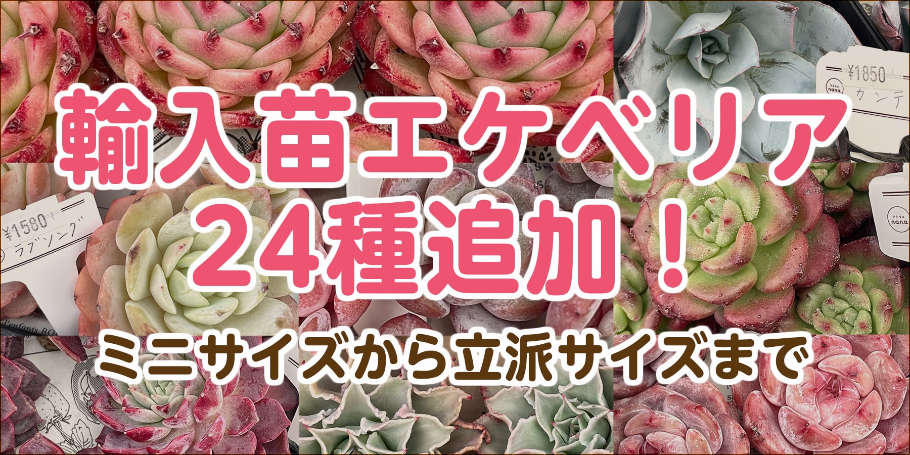 アトリエnana 多肉植物専門店 アトリエnana 多肉植物専門店
