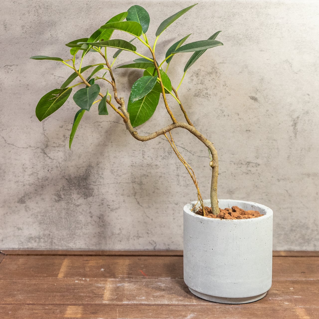 パキポディウム・グラキリス（胴回り26cm）