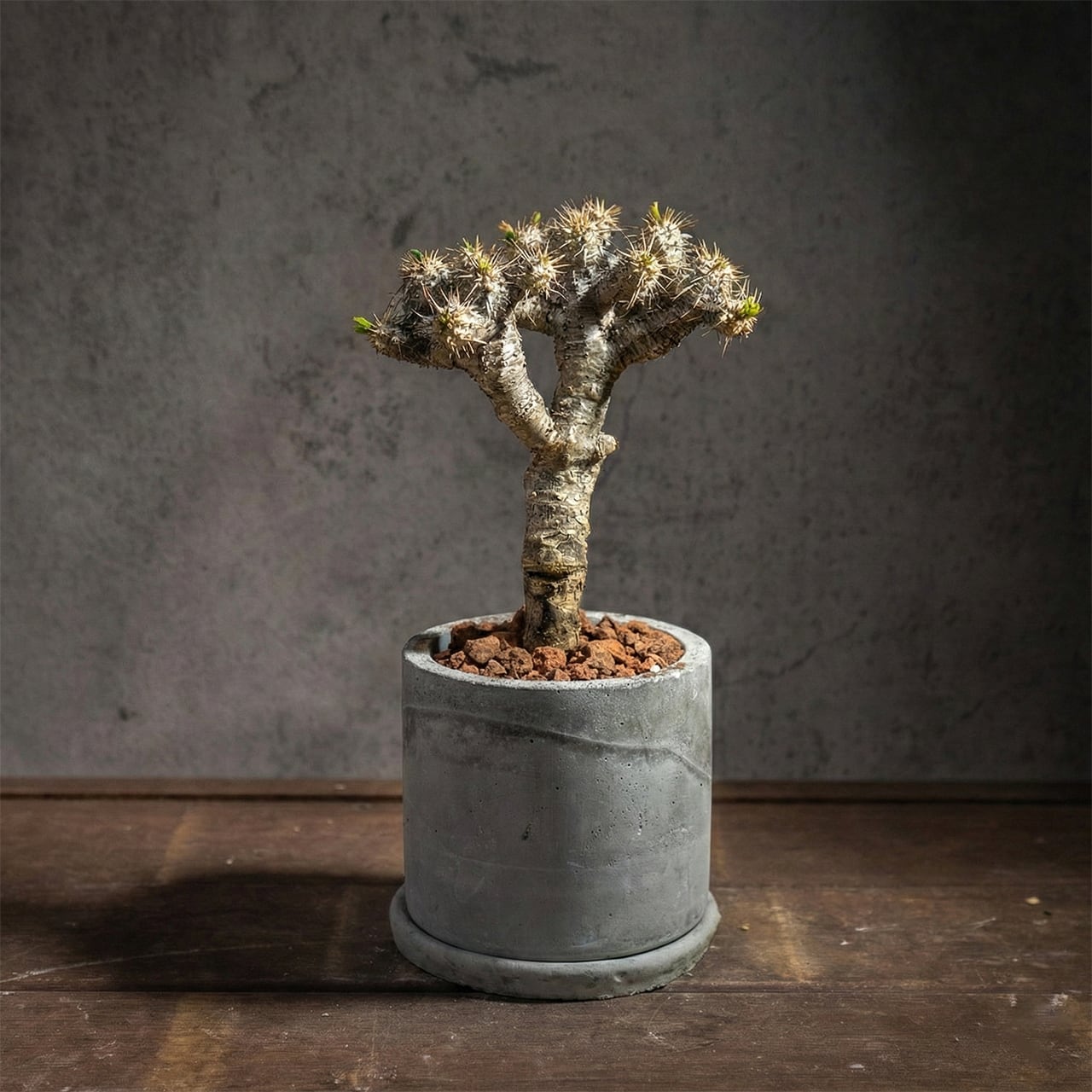 ユーフォルビア・ギラウミニアナ