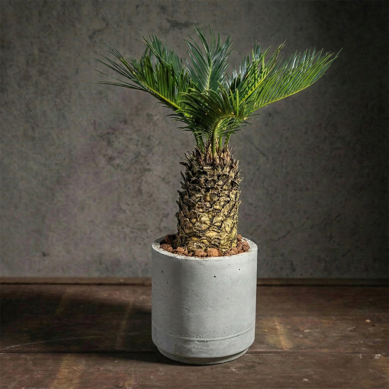 蘇鉄（ソテツ）