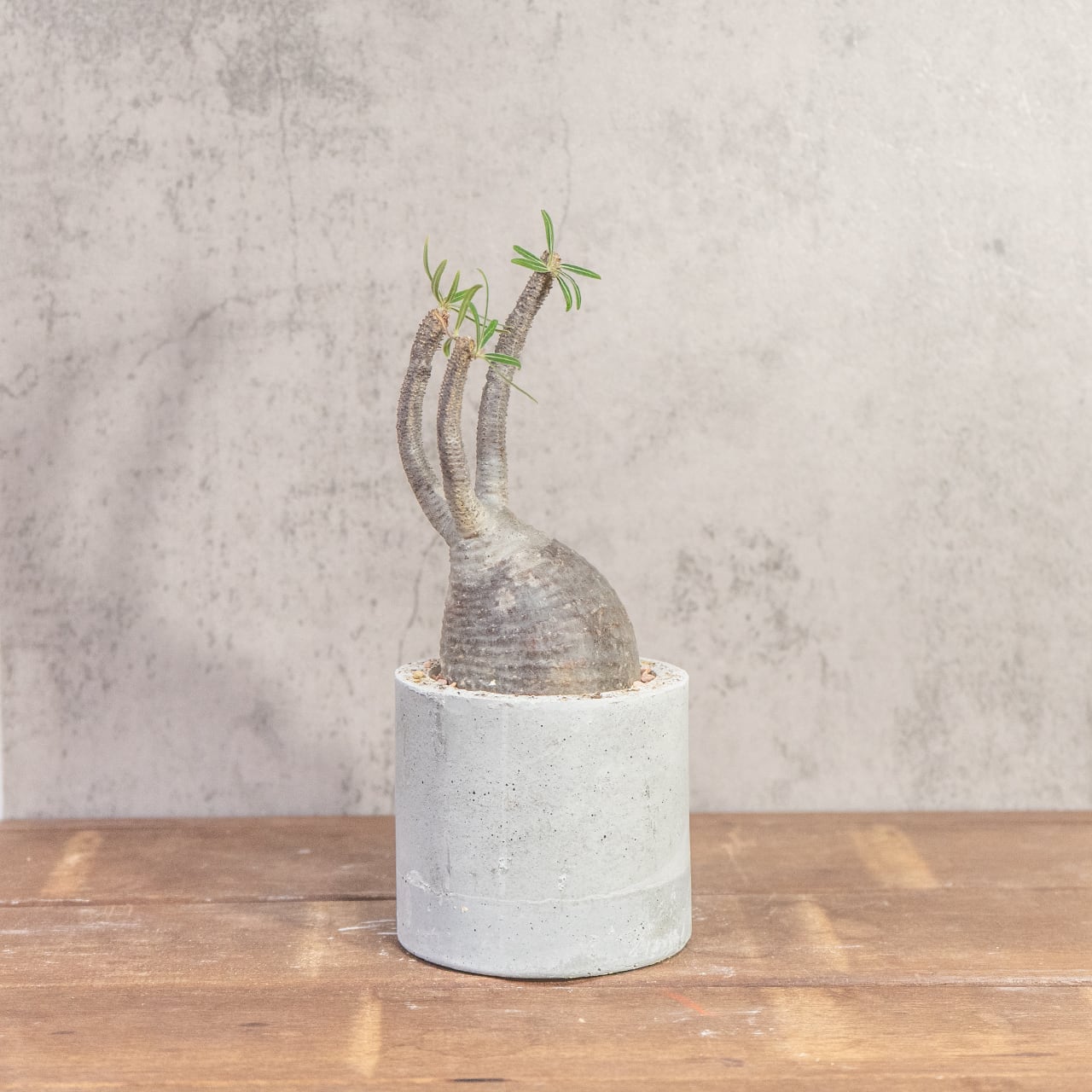 パキポディウム・グラキリス（胴回り23cm）