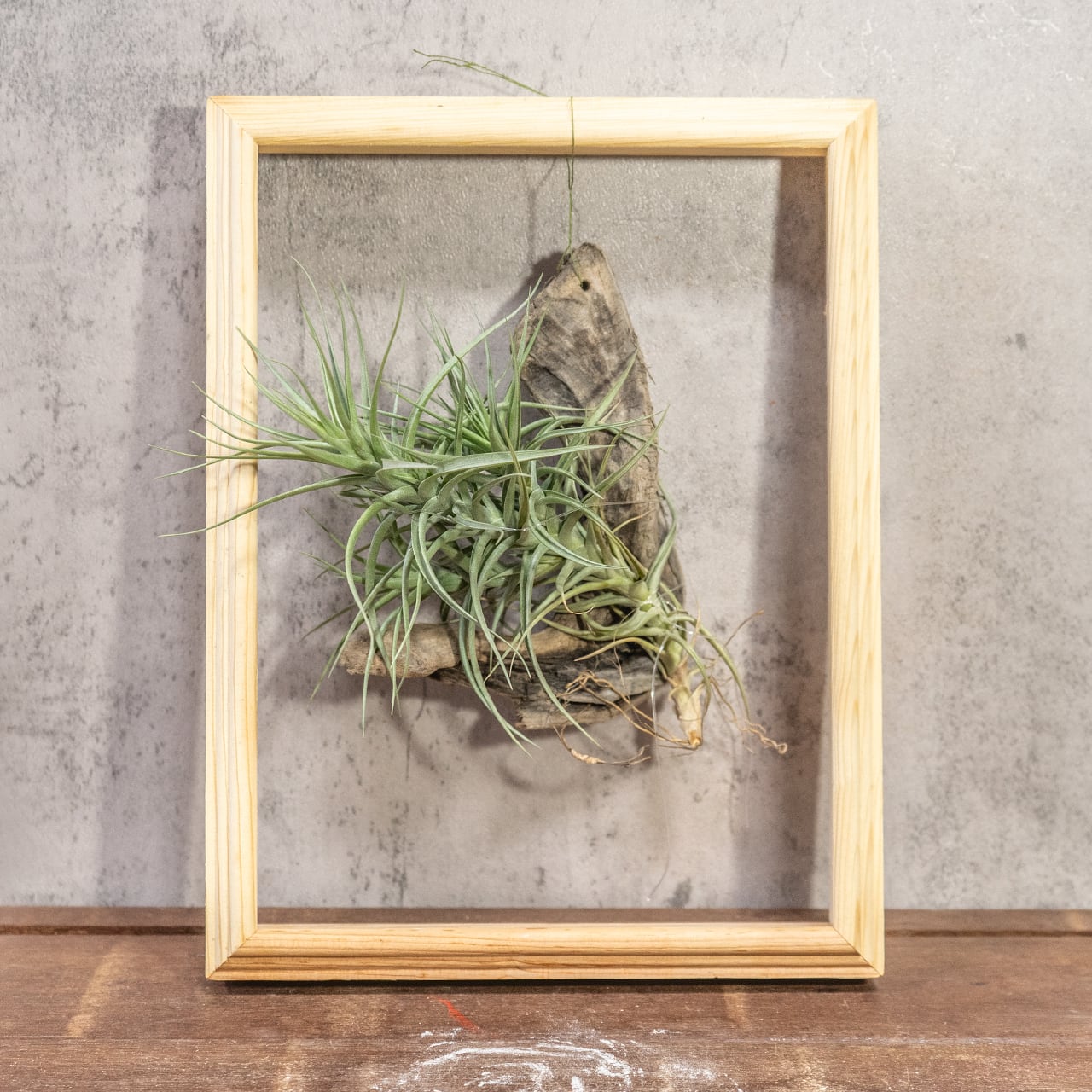 ティランジア・ベルゲリ