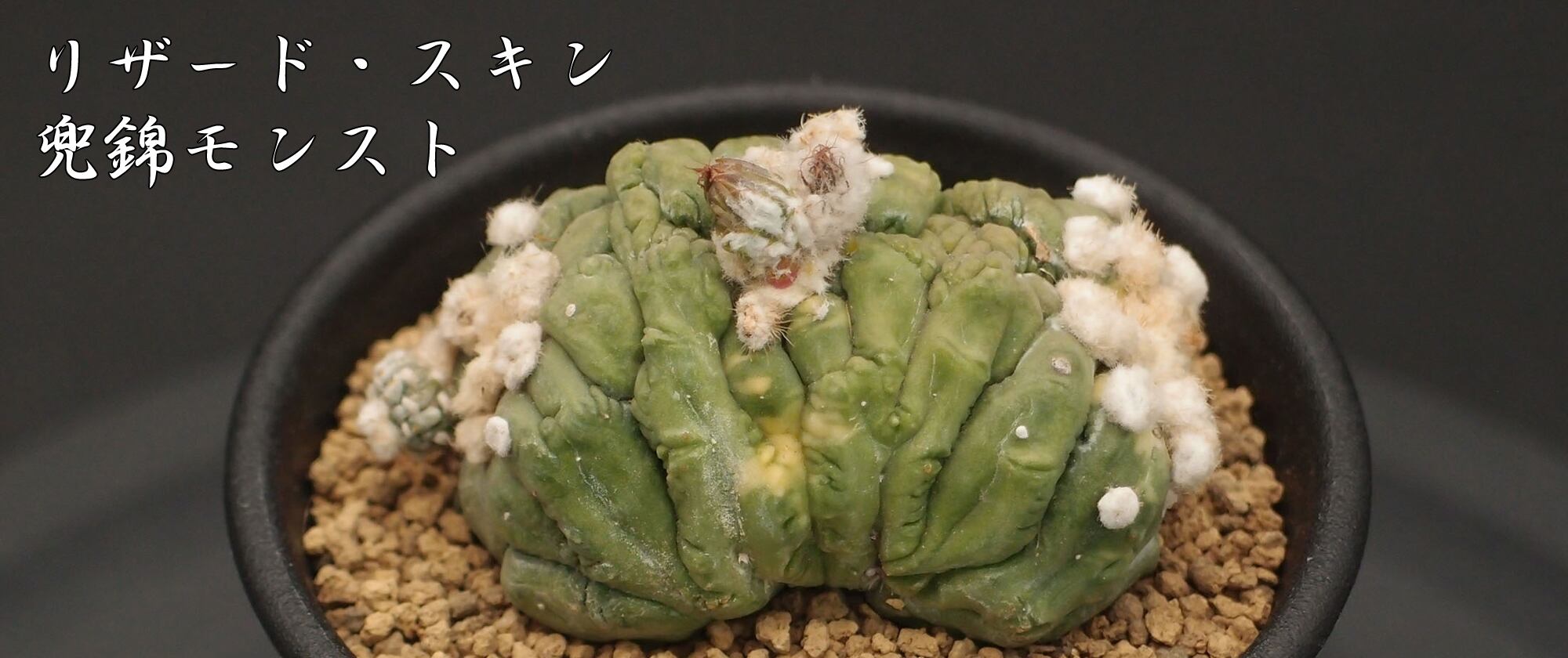 ぷりんの植肉植物 プレリンゼ 多肉植物 多肉植物 多肉✩モンスター 通販 16587809